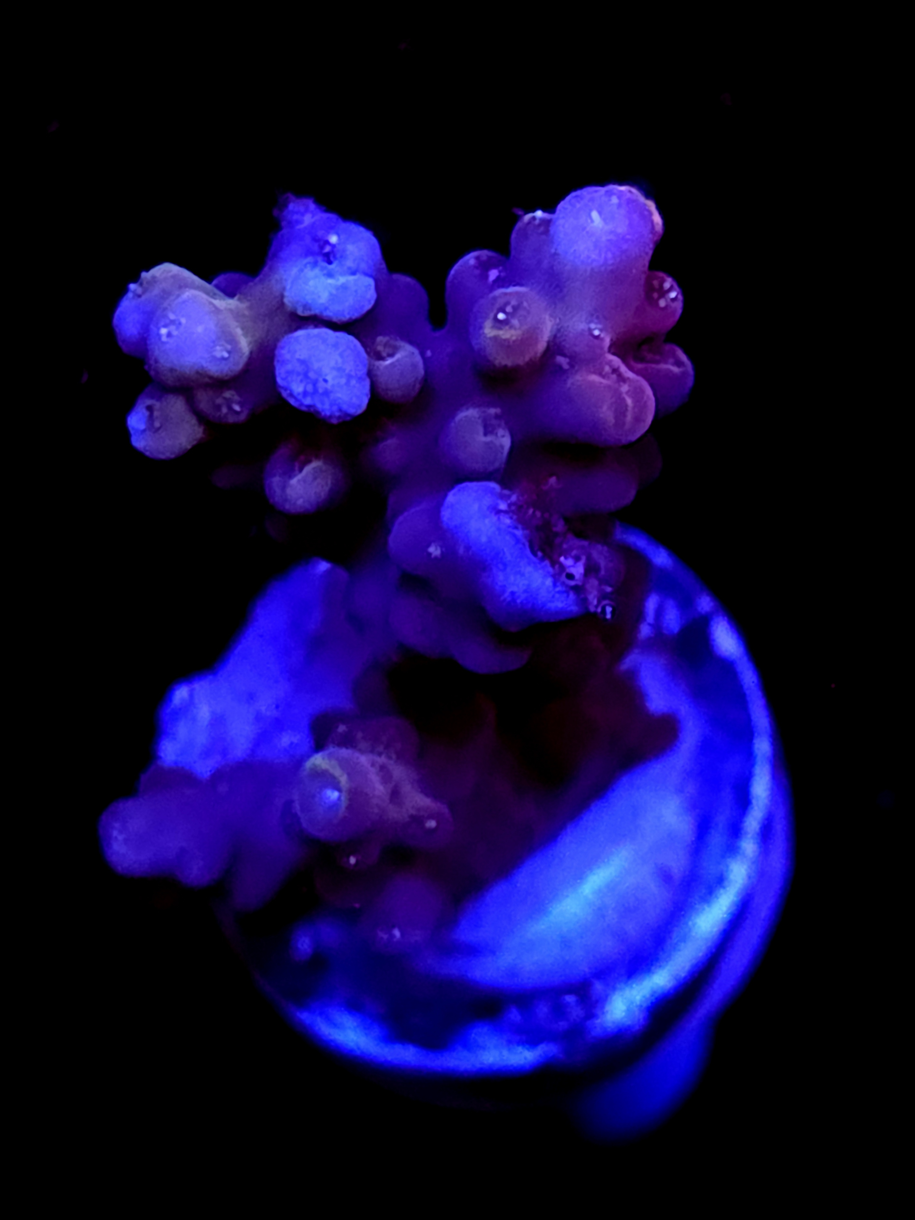 SBB "Candyland" Acro Medium 2 Branch