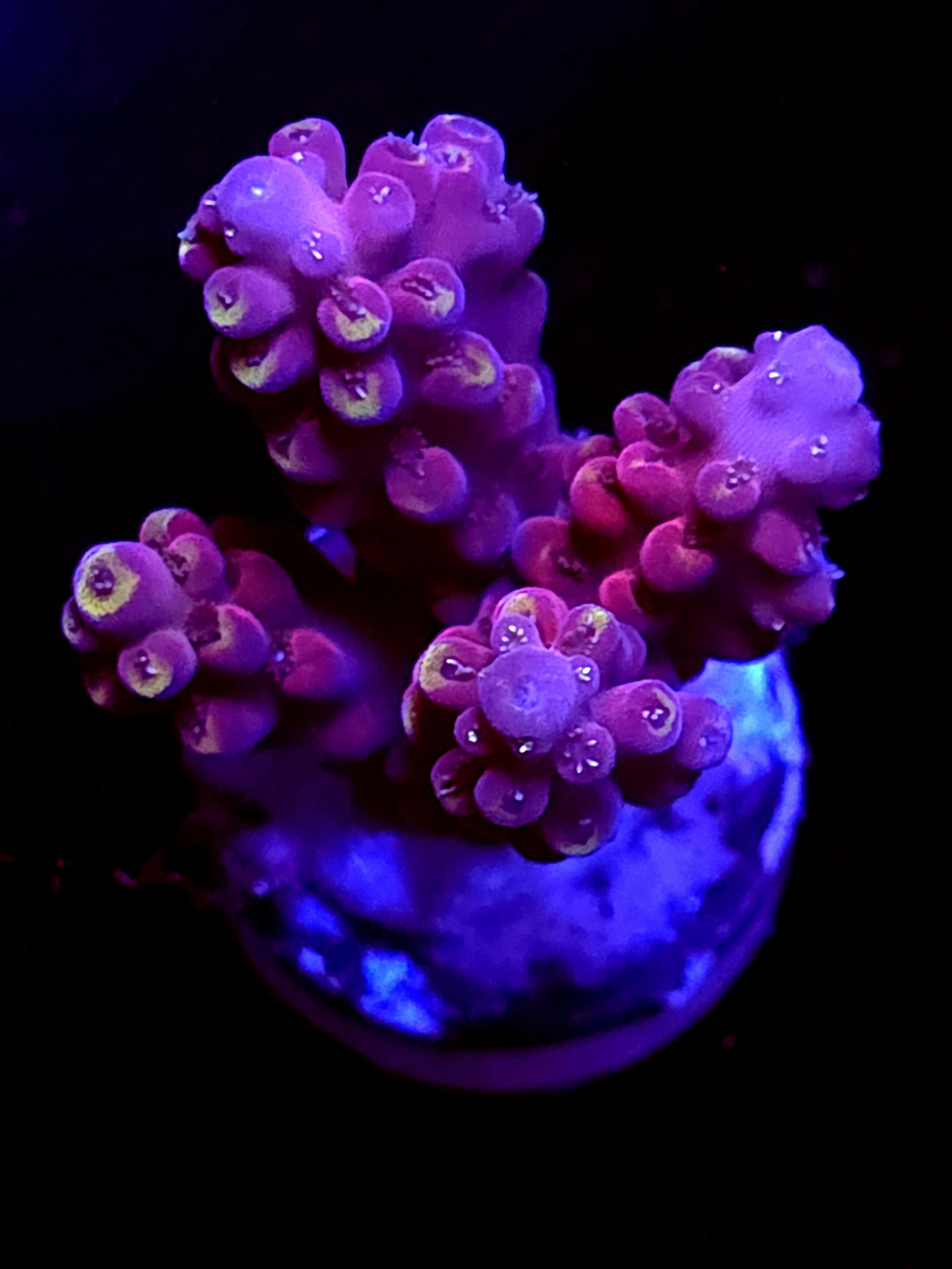 SBB "Candyland" Acro Medium 4 Branch