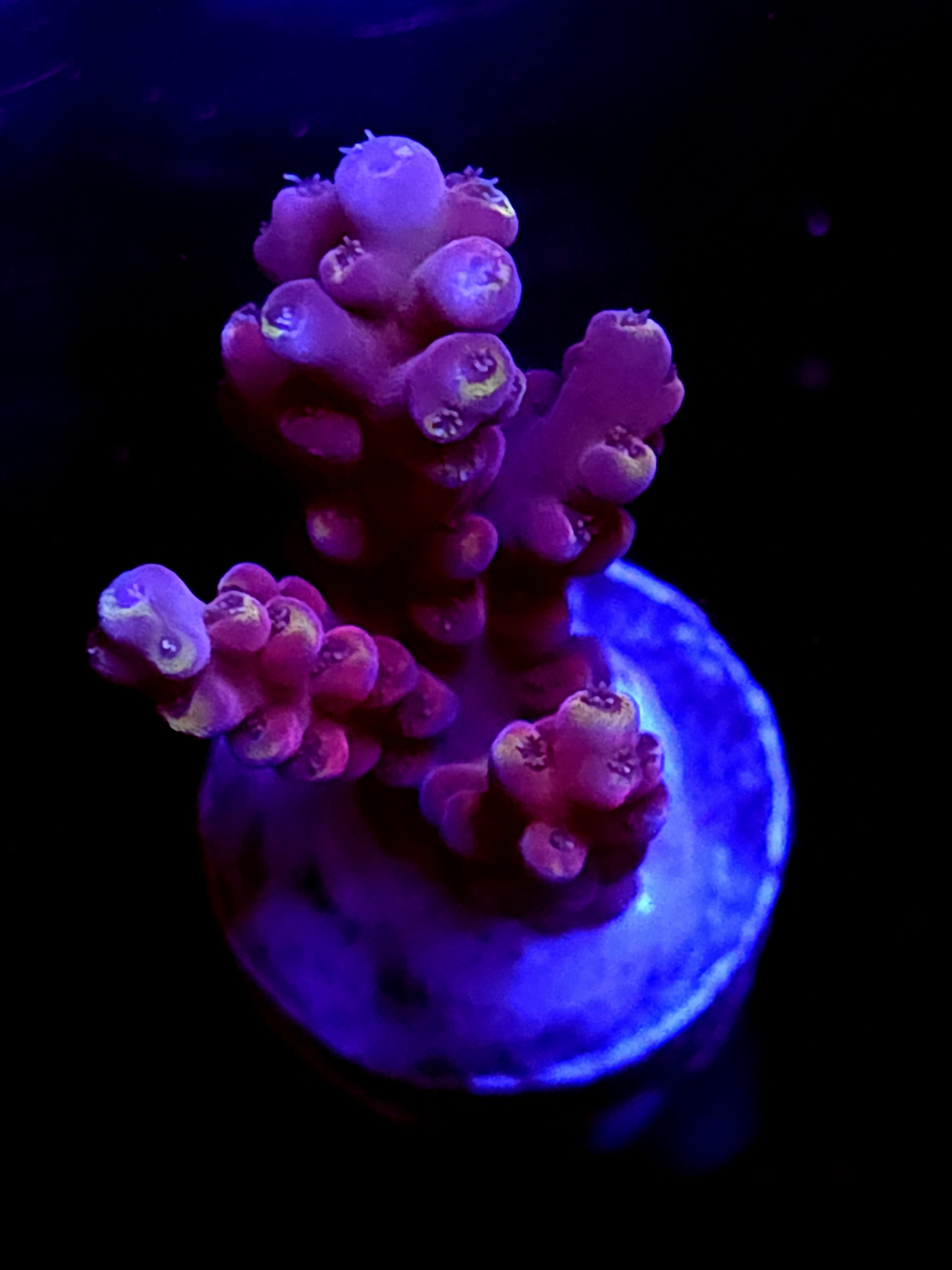 SBB "Candyland" Acro Medium 3 Branch