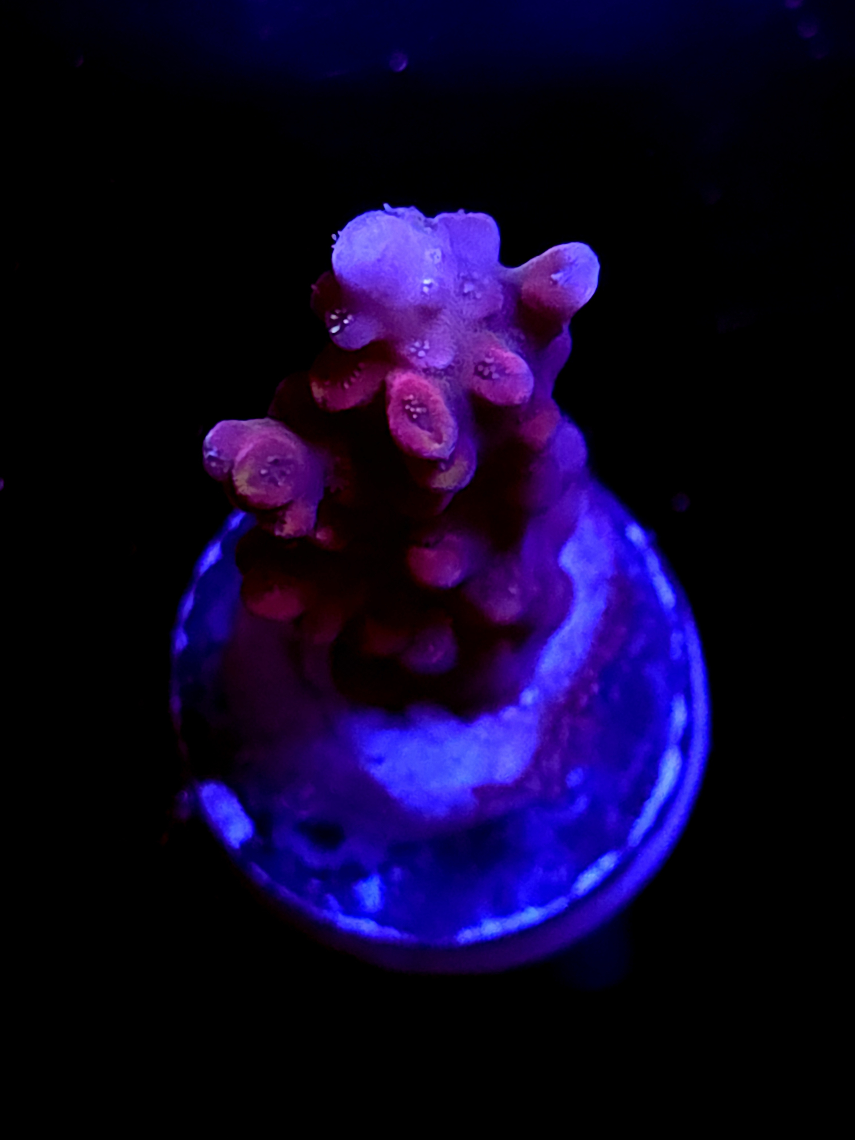 SBB "Candyland" Acro Medium Branch