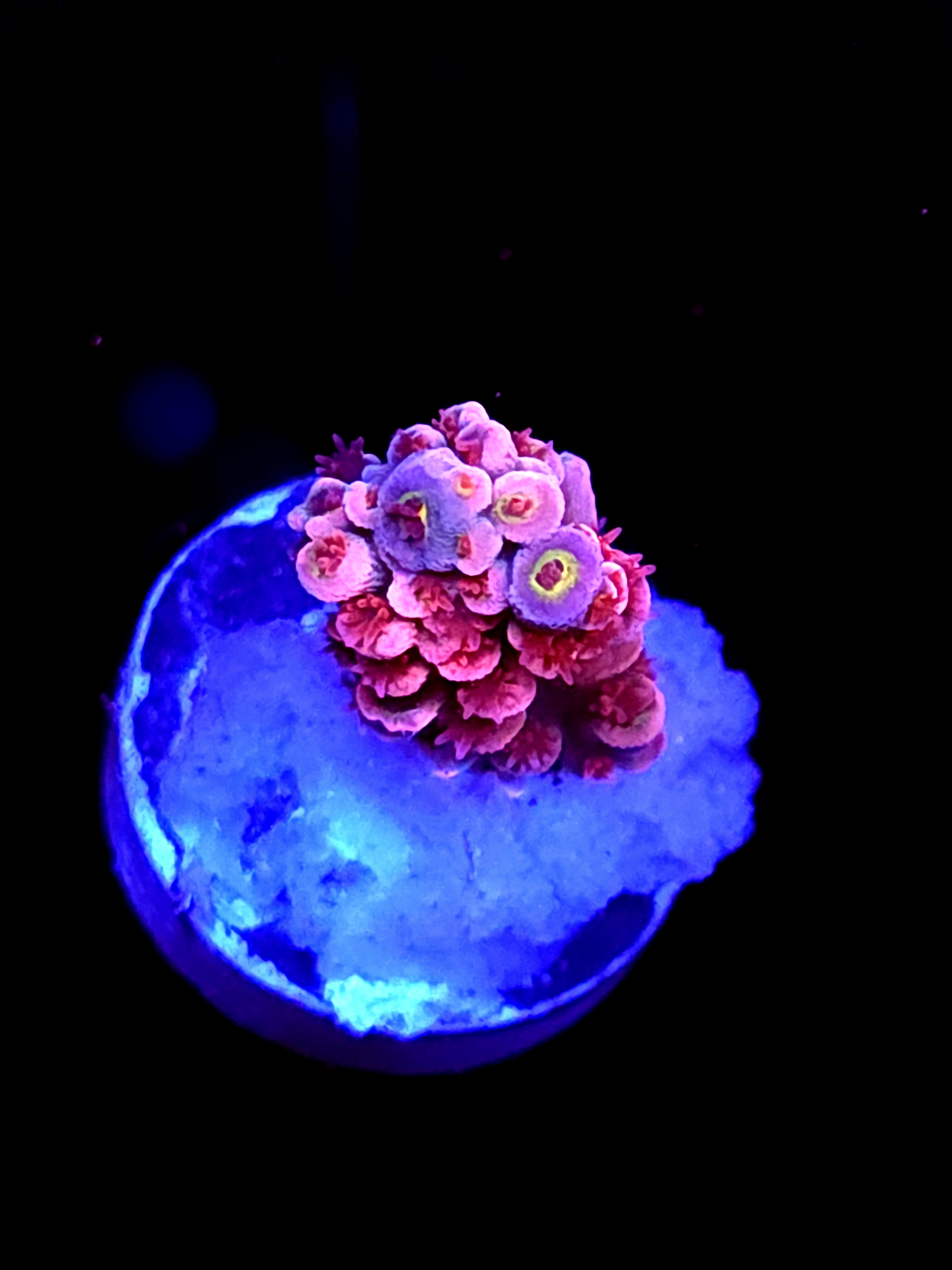 SBB "Pinky & The Brain" Acro Small Branch