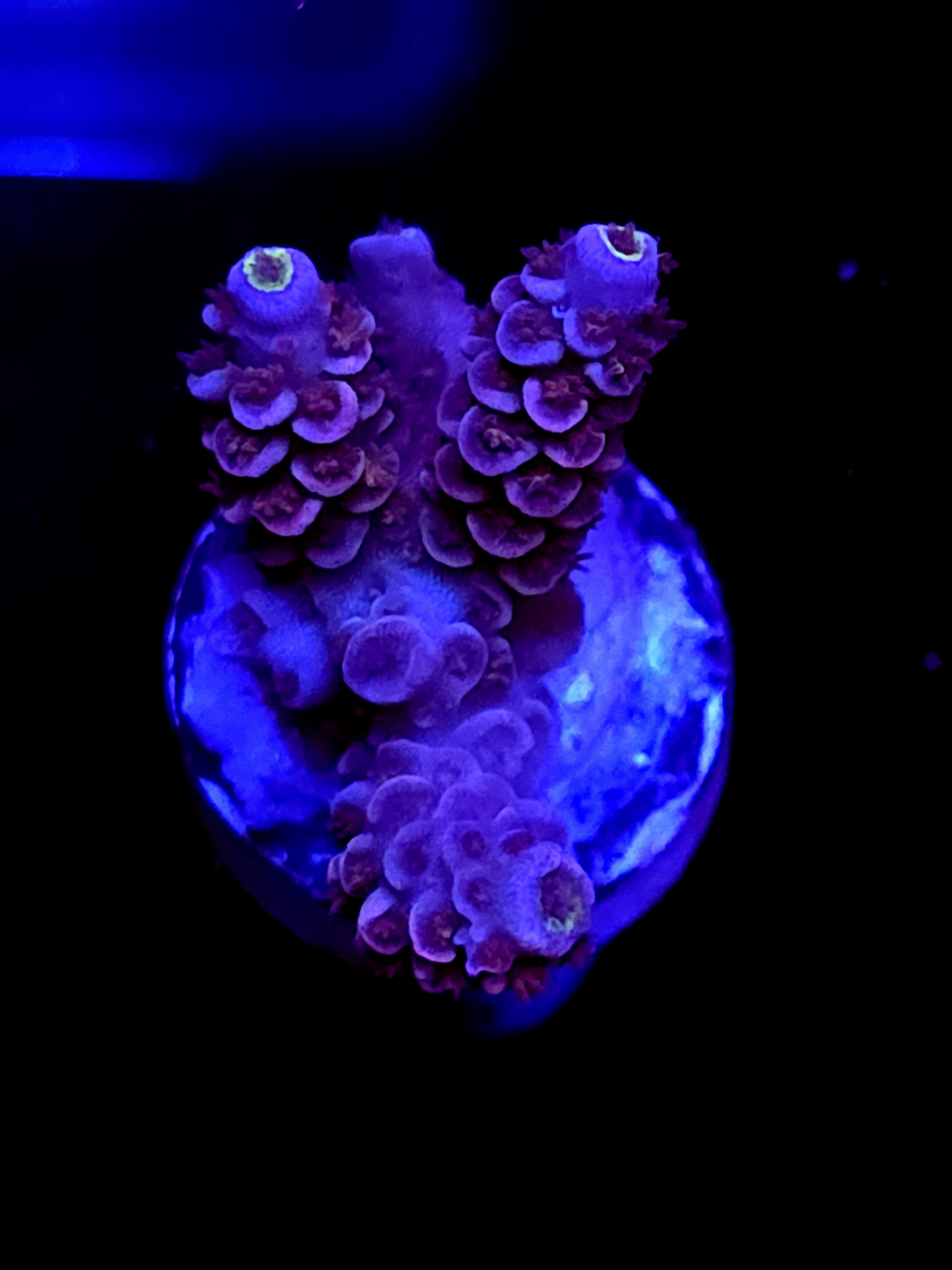 SBB "Mystery Signature" Acro Medium 4 Branch