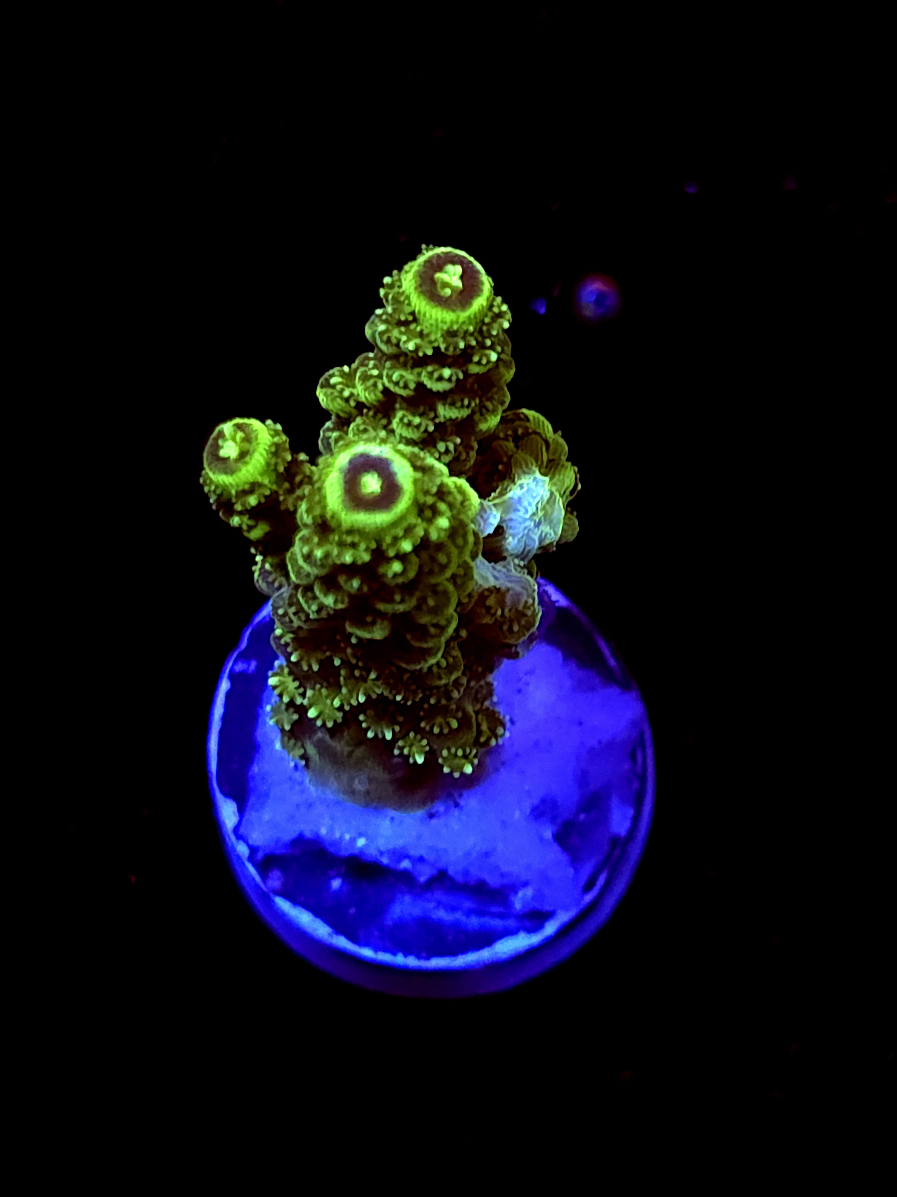 SBB "Green Giant" Acro Medium 2 Branch