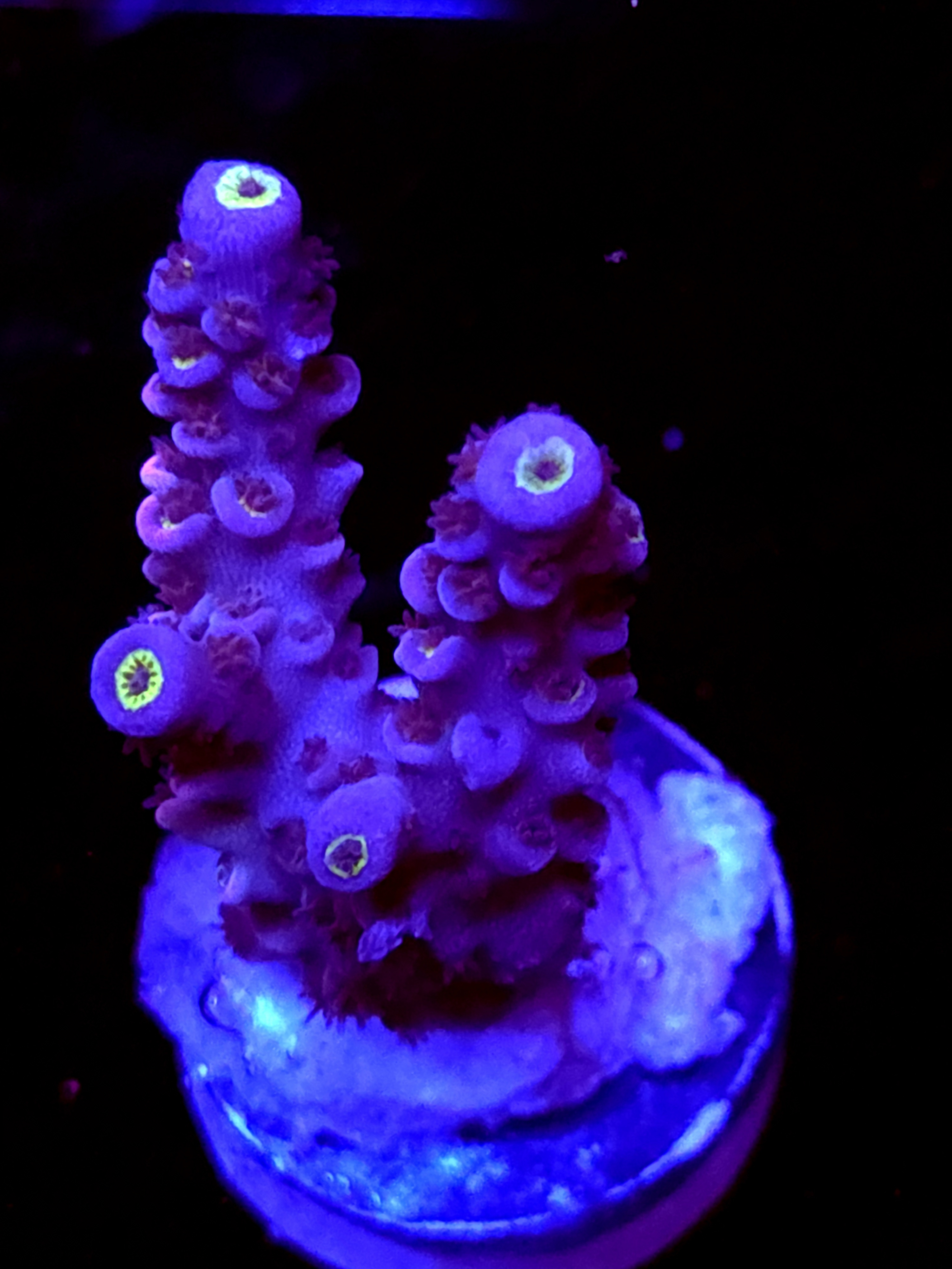 SBB "Light Bright" Acro Medium 2 Branch