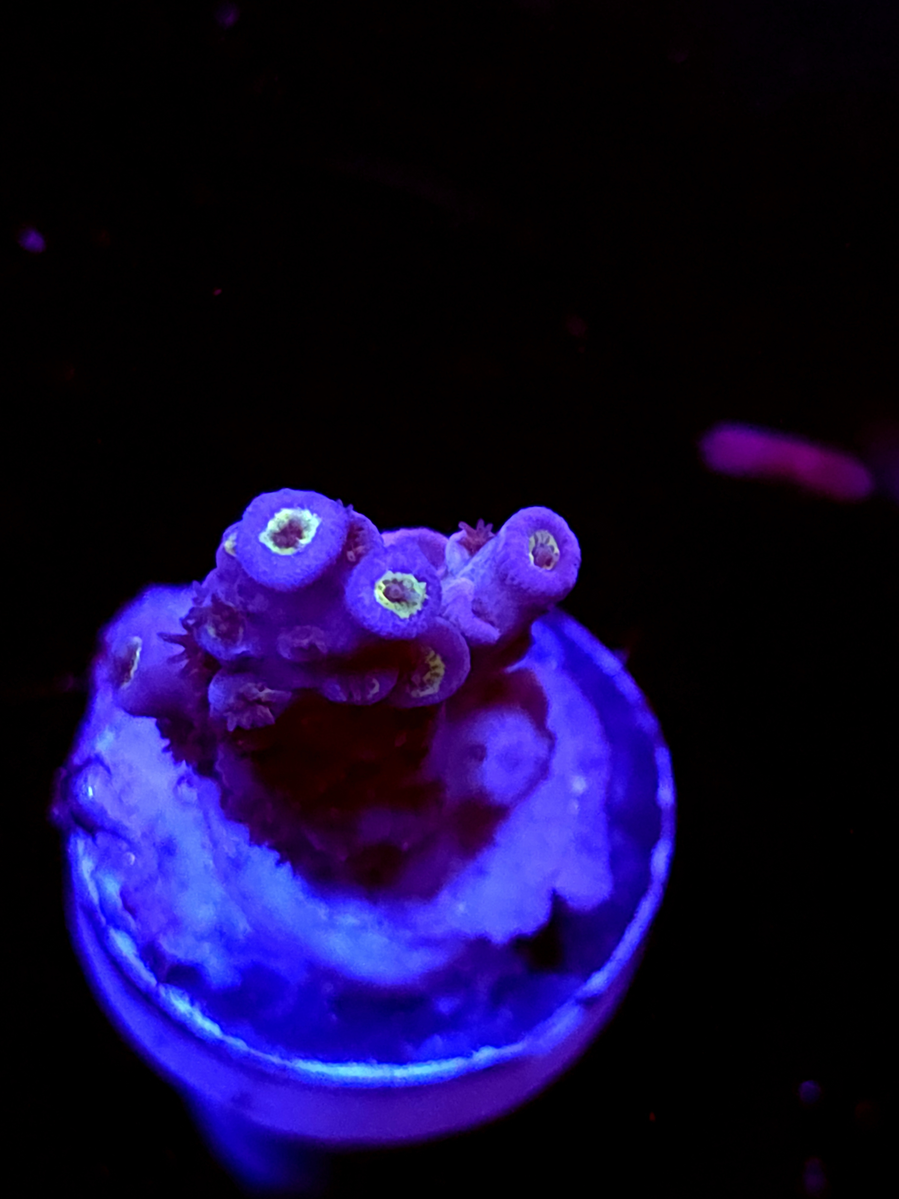 SBB "Light Bright" Acro Small Branch