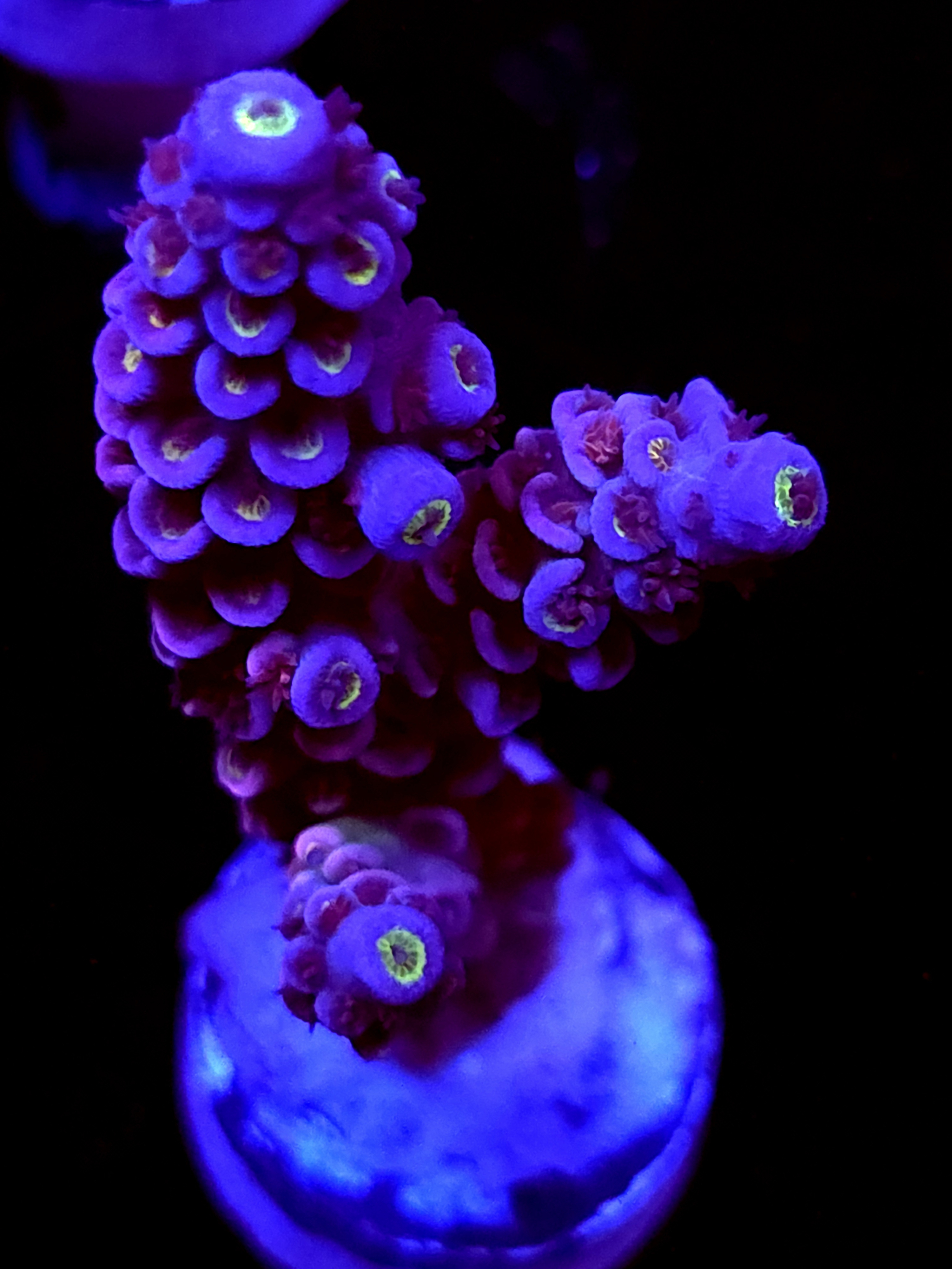 SBB "Light Bright" Acro Large 3 Branch