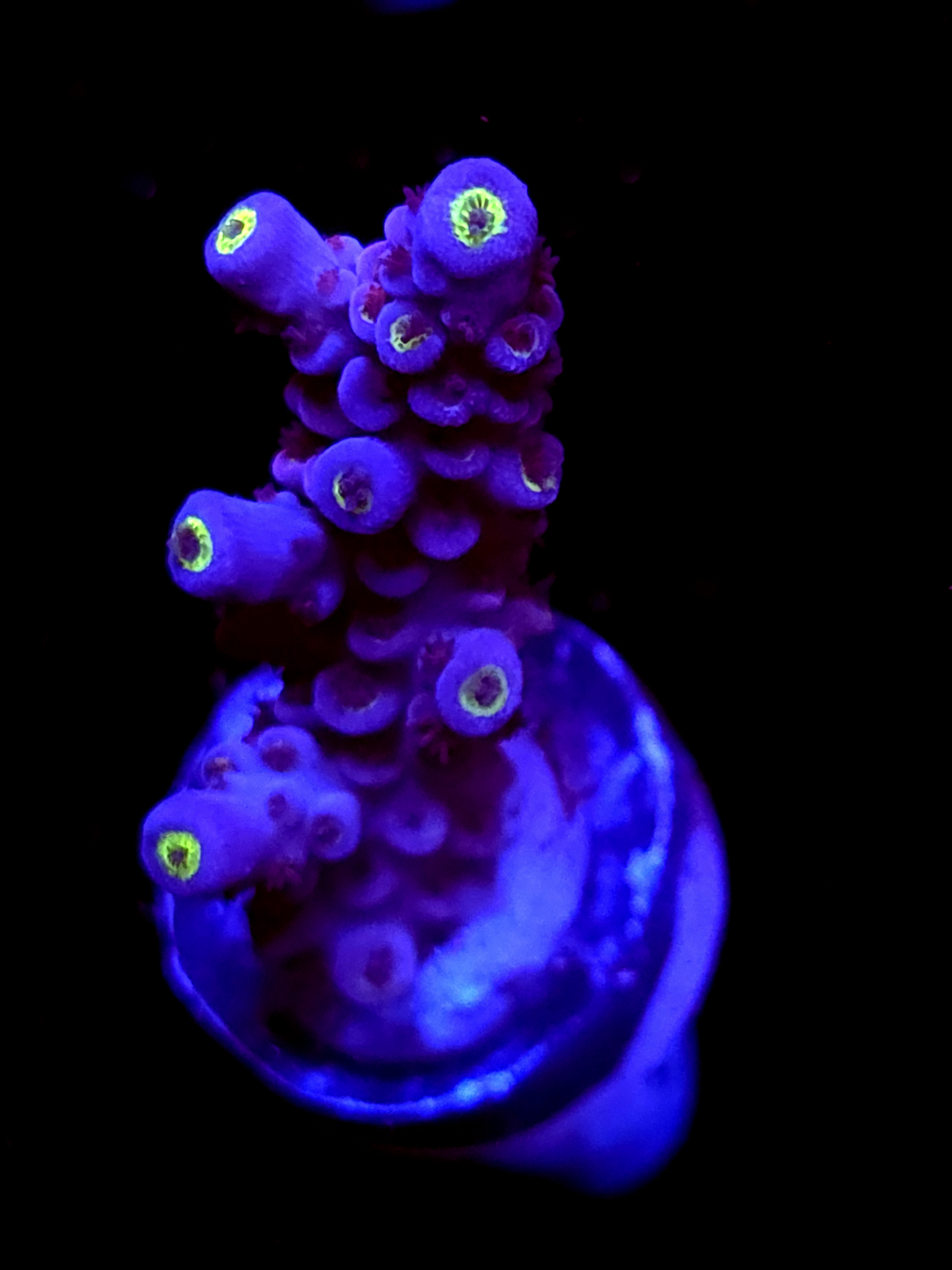 SBB "Mystery Signature" Acro Medium Branch