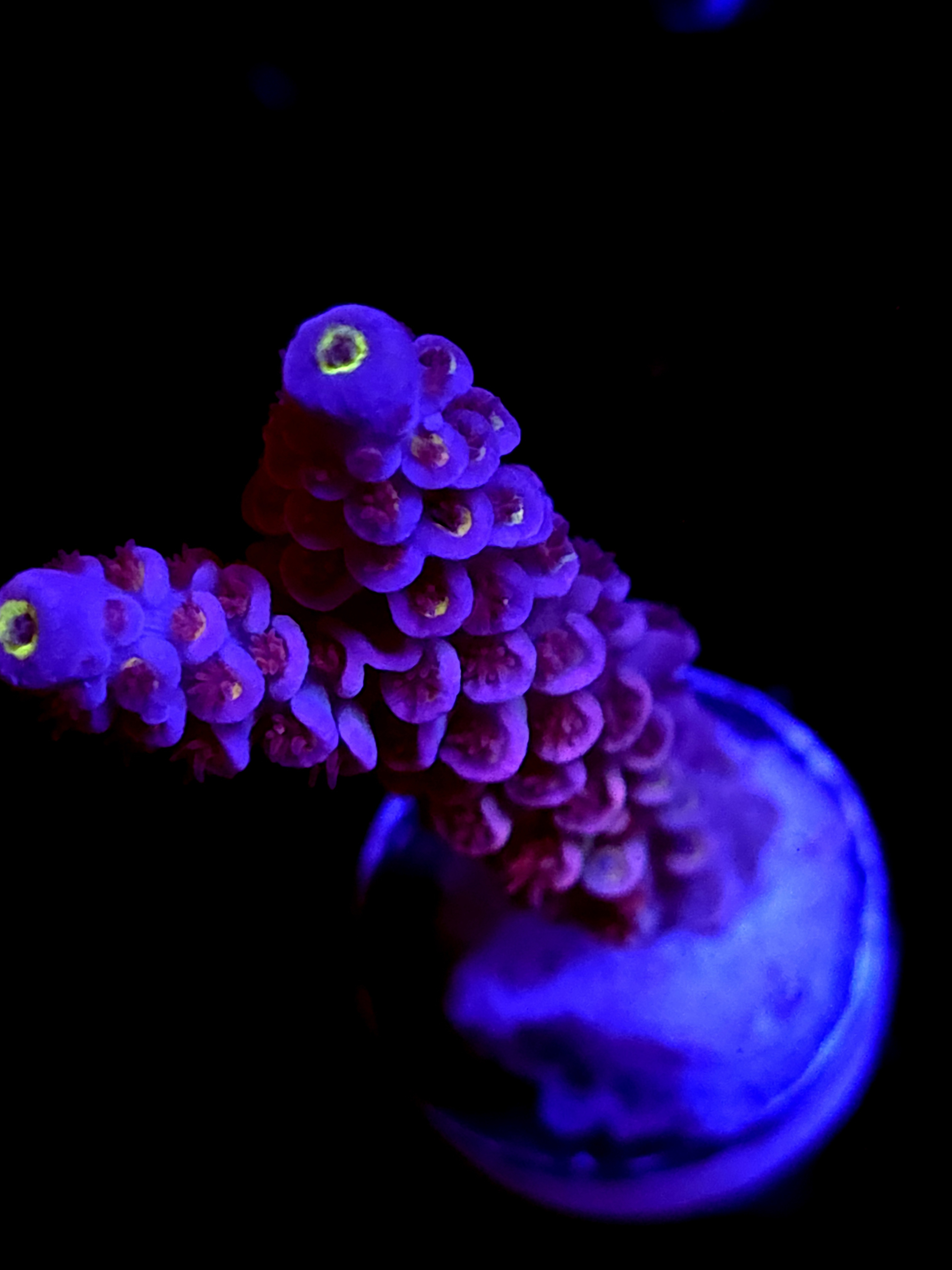 SBB "Light Bright" Acro Large 2 Branch