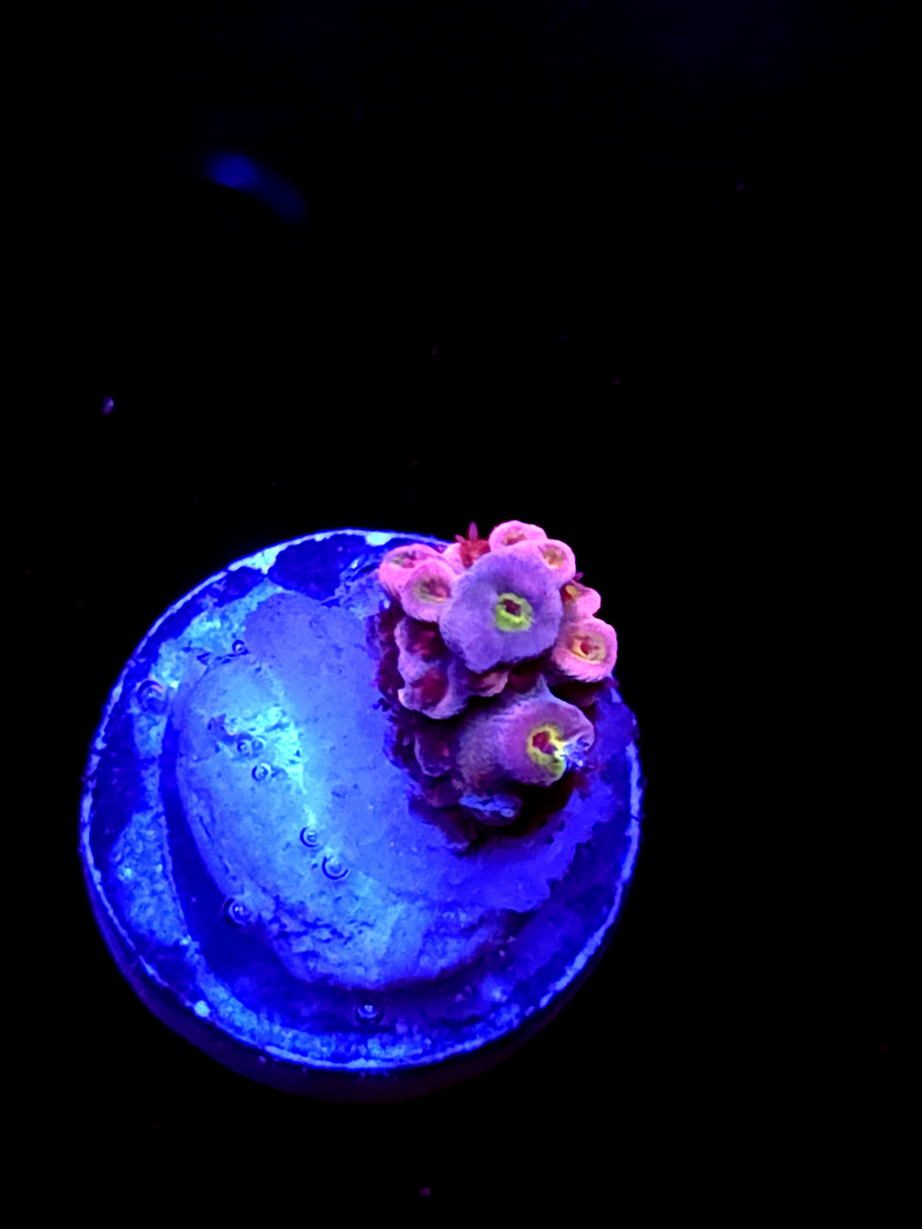 SBB "Pinky & The Brain" Acro Small Branch