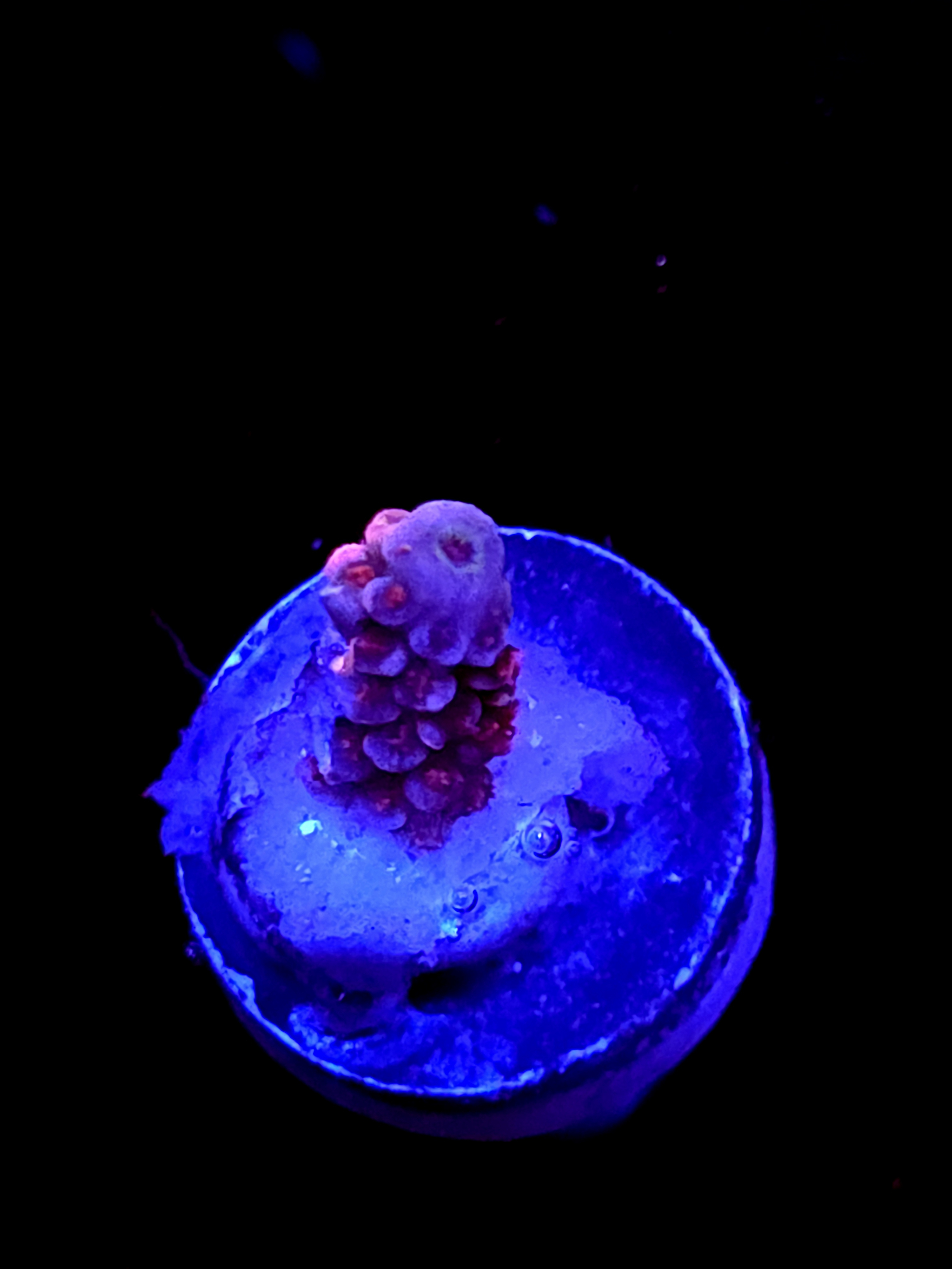 SBB "Pinky & The Brain" Acro Booger