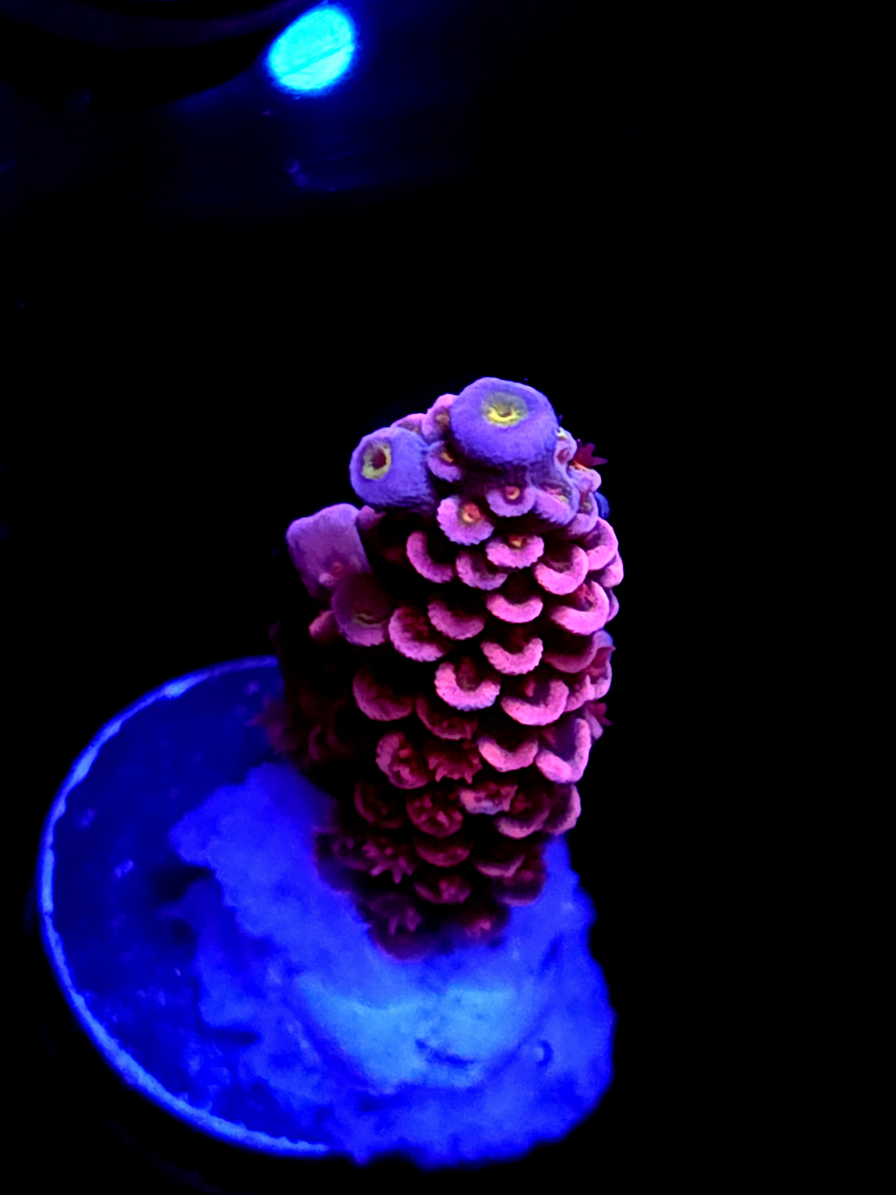 SBB "Pinky & The Brain" Acro Medium Branch