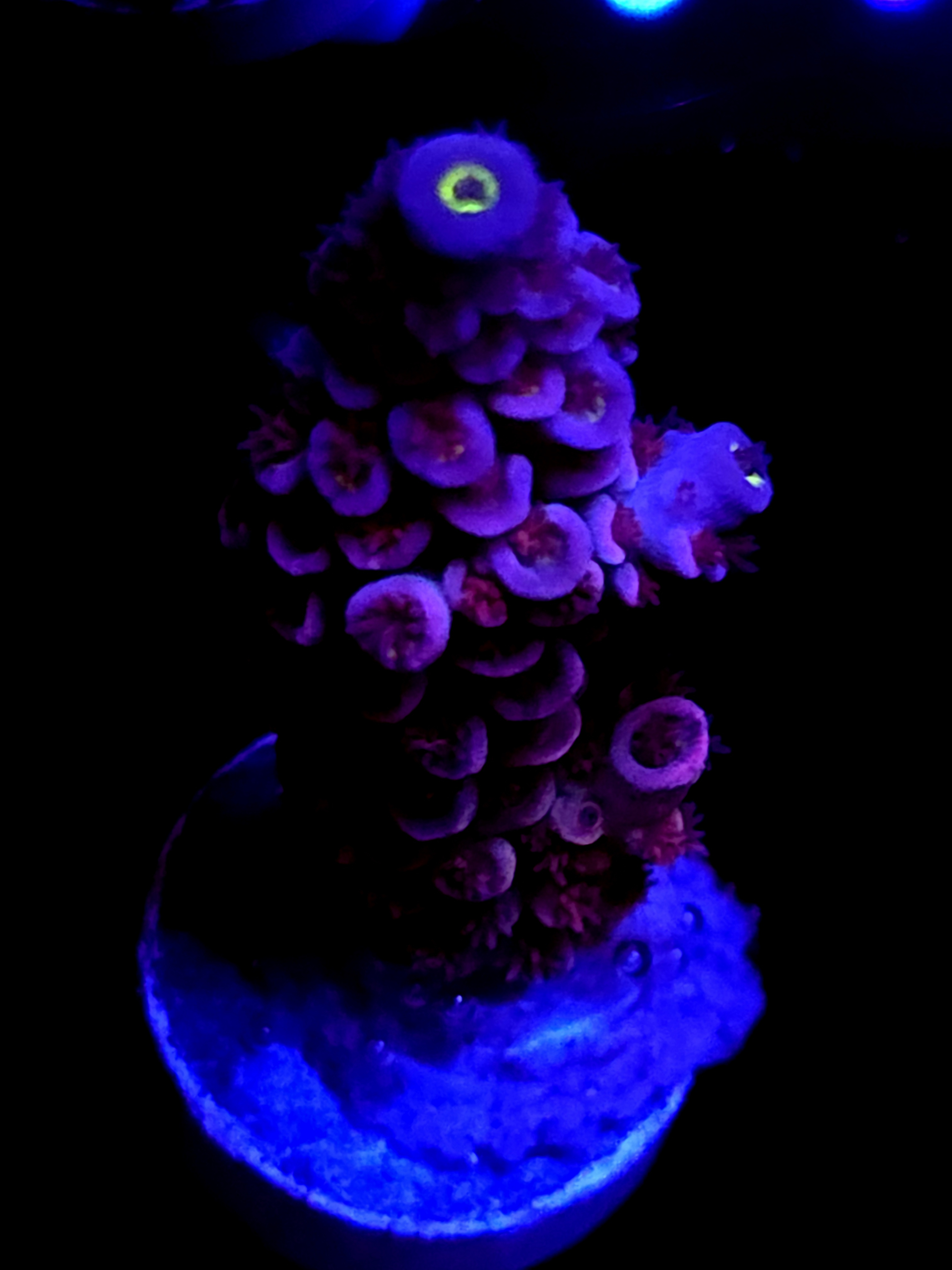 SBB "Light Bright" Acro Large Branch