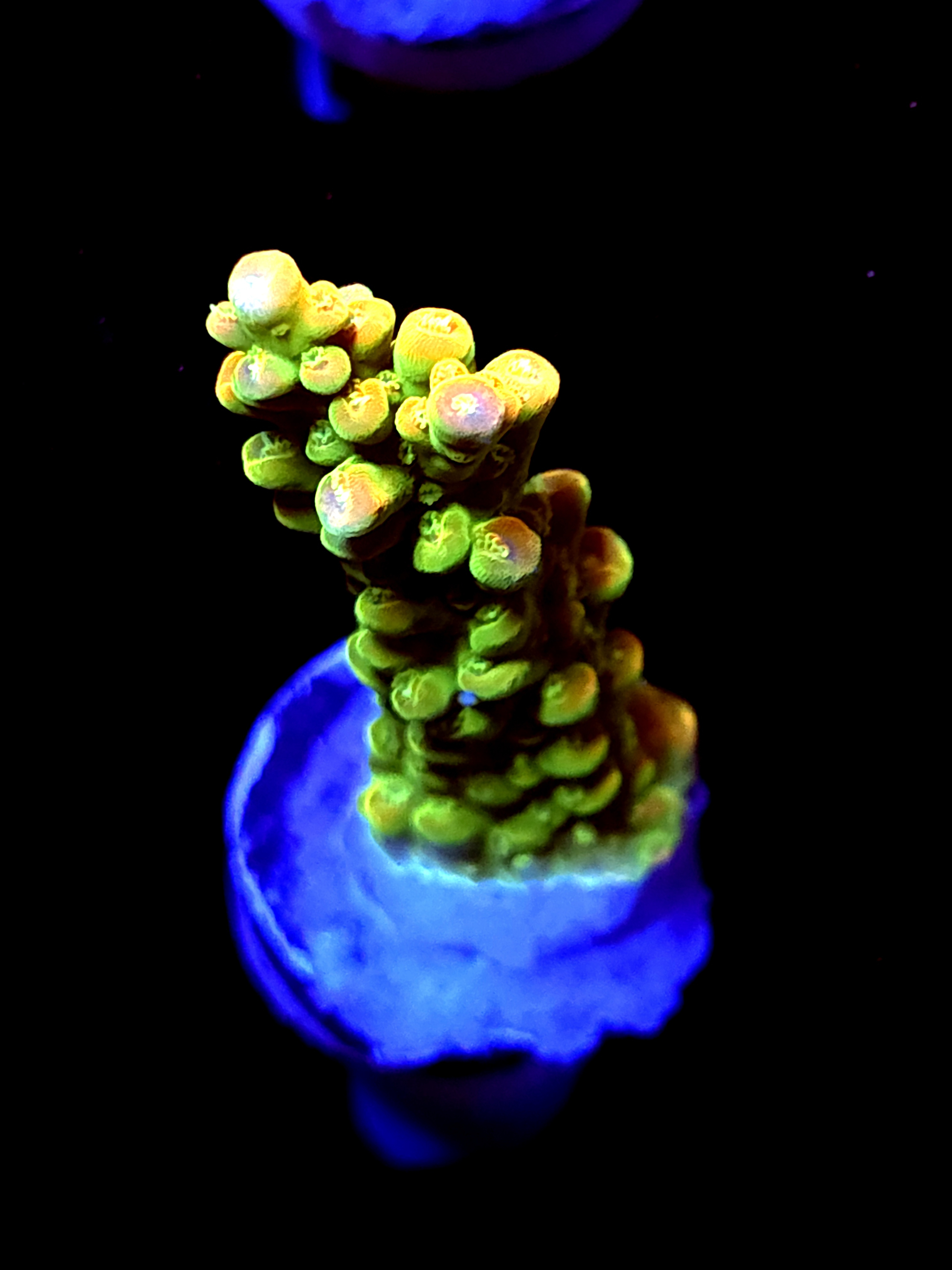 SBB "Yellow Fever" Acro Large Branch