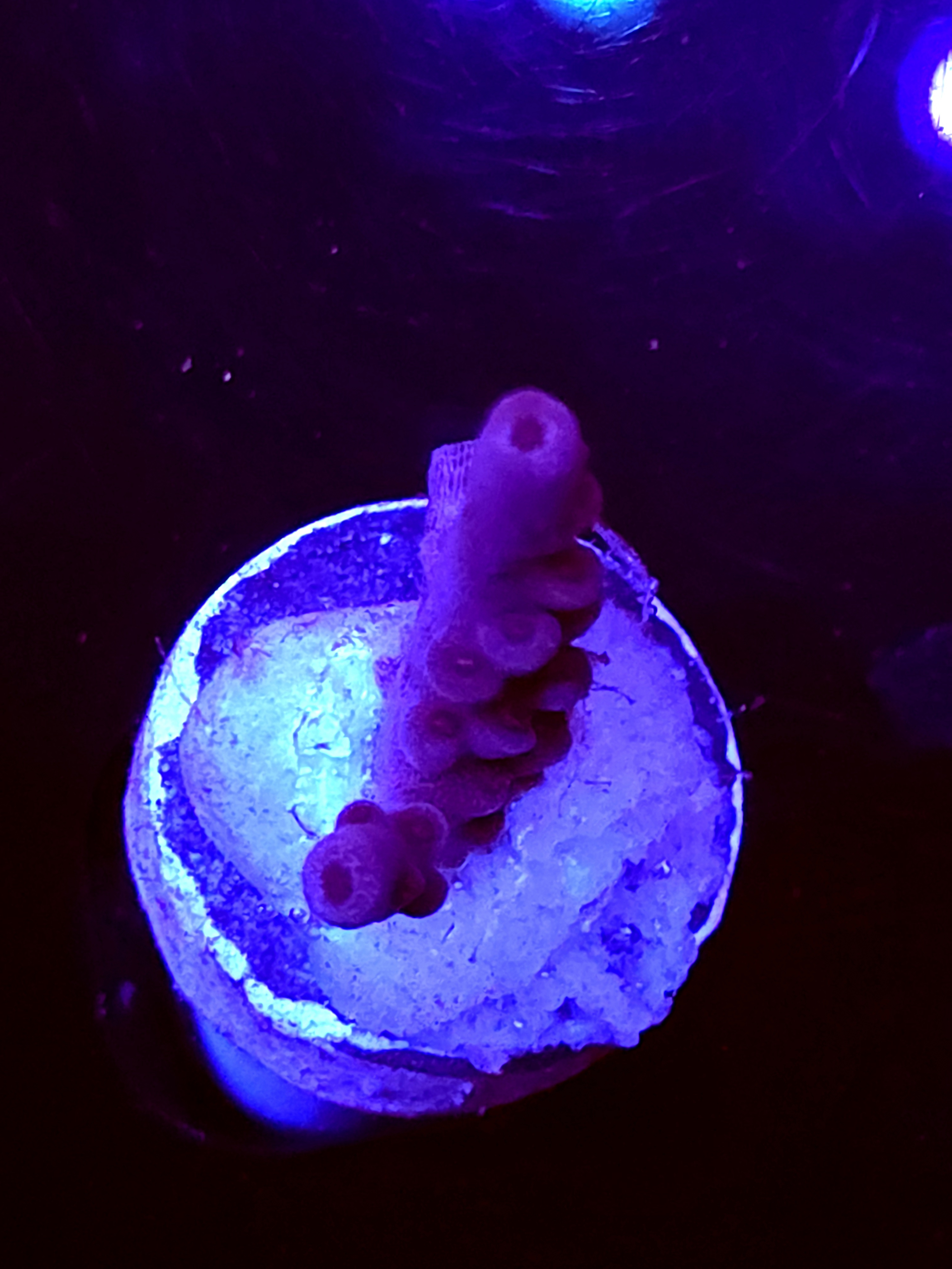 SBB "Dragon Coaster" Acro Small 2 Branch