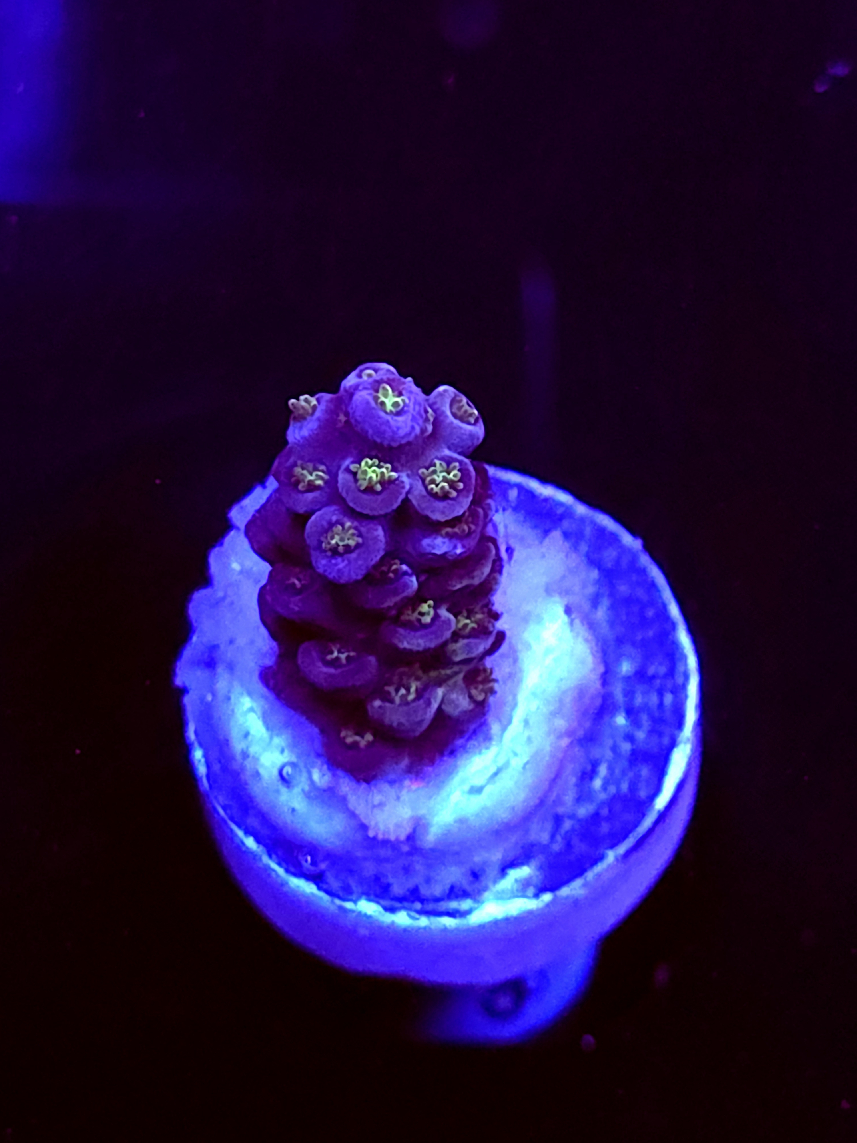 SBB "Dragon Coaster" Acro Small Branch