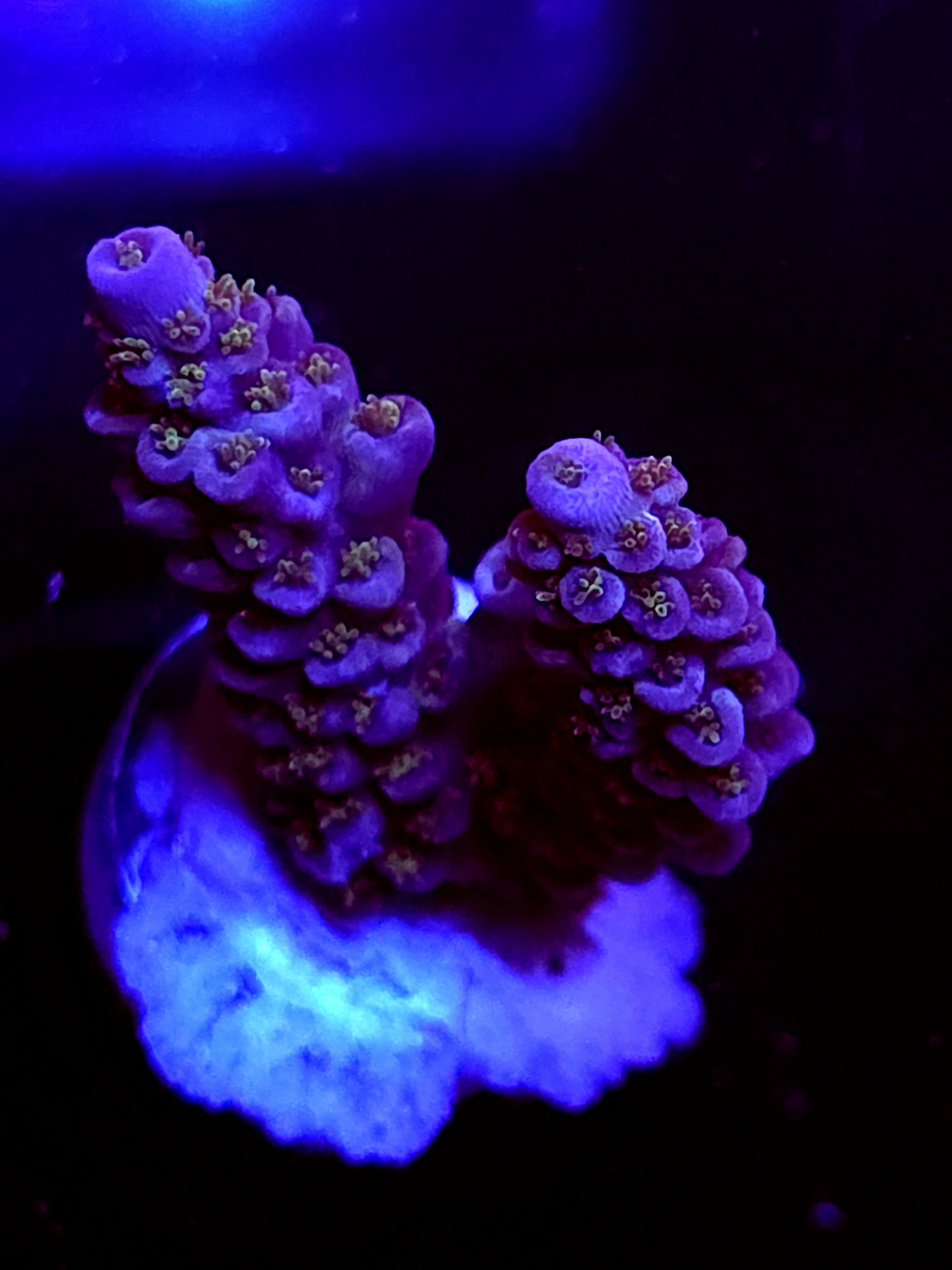 SBB "Dragon Coaster" Acro Medium 2 Branch