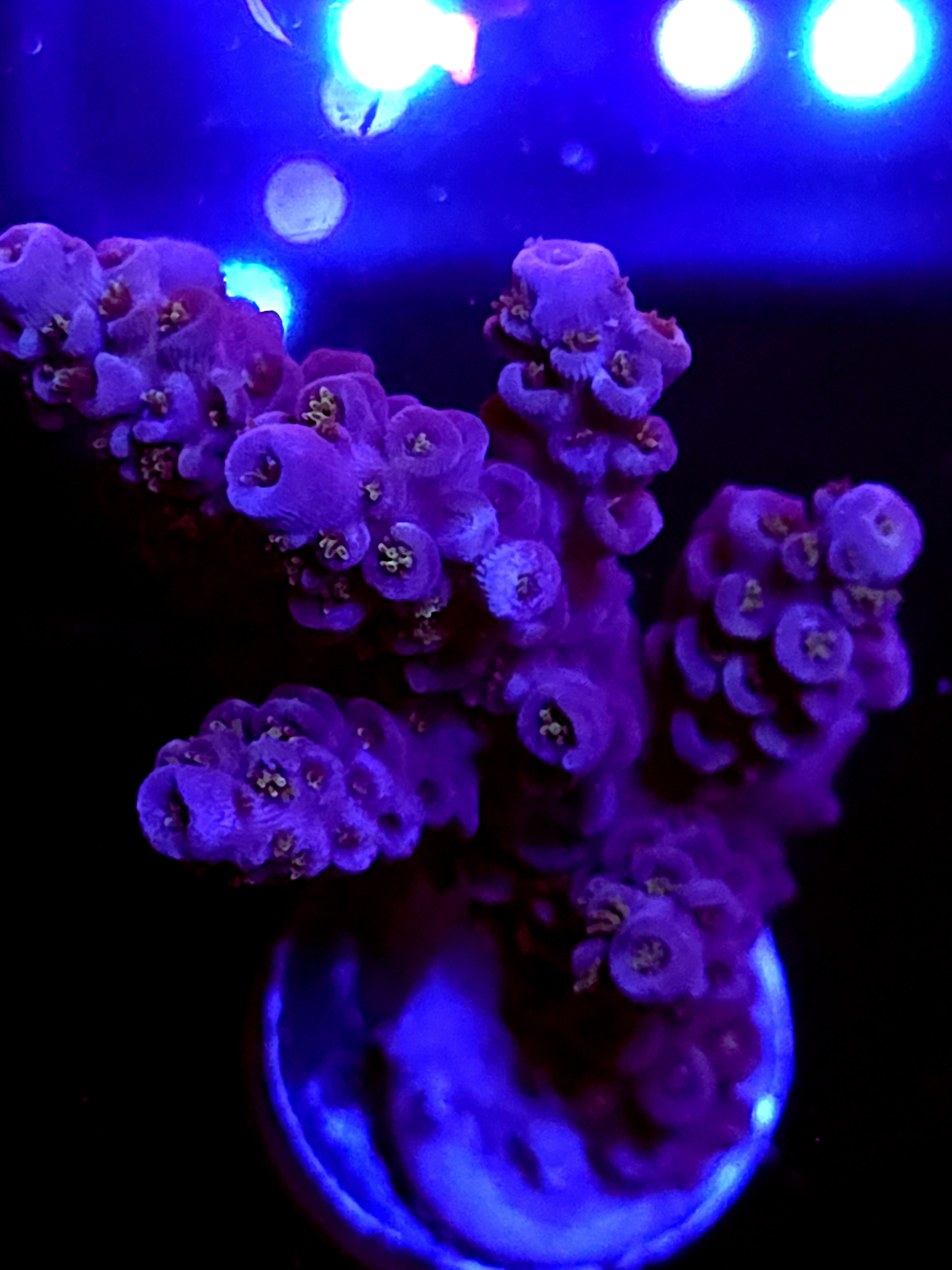 SBB "Dragon Coaster" Acro Large Multibranch