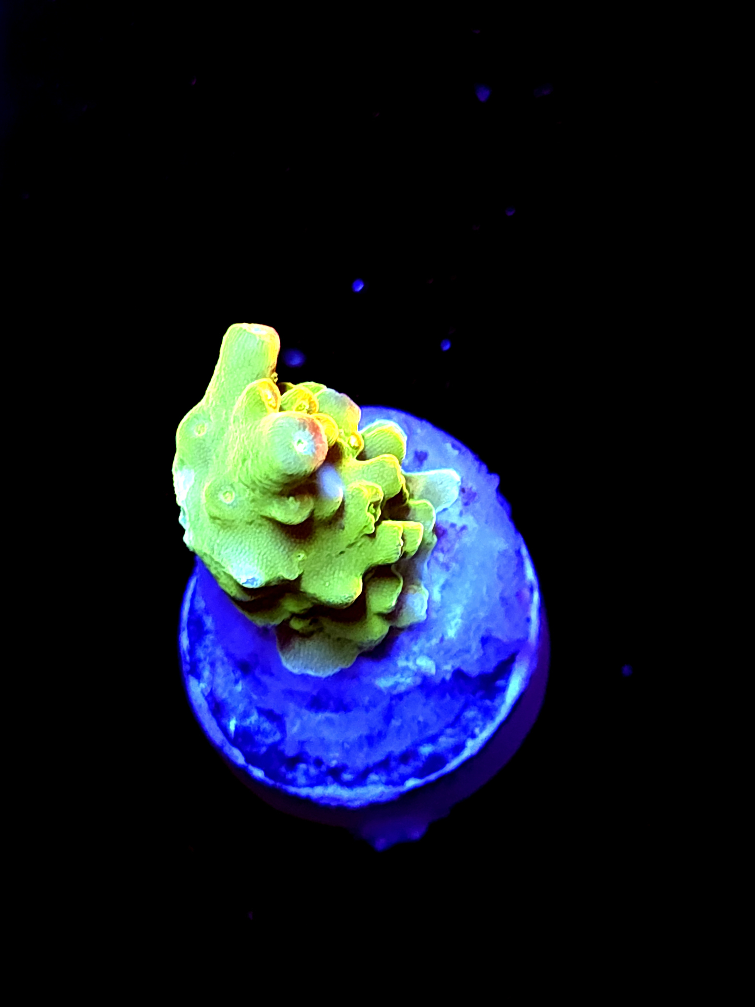 SBB "Yellow Fever" Acro Small Chunky