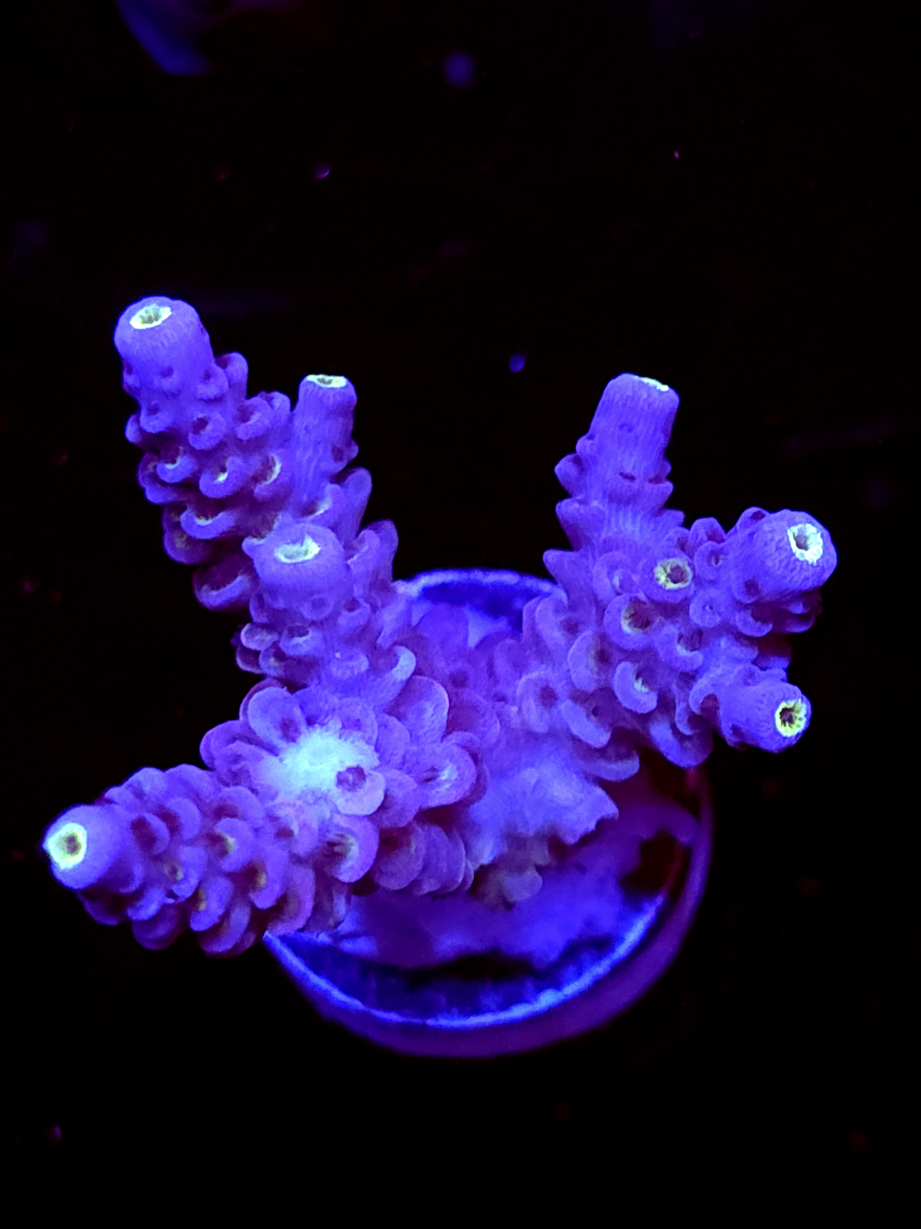 SBB "White Wizard" Acro Medium 3 Branch