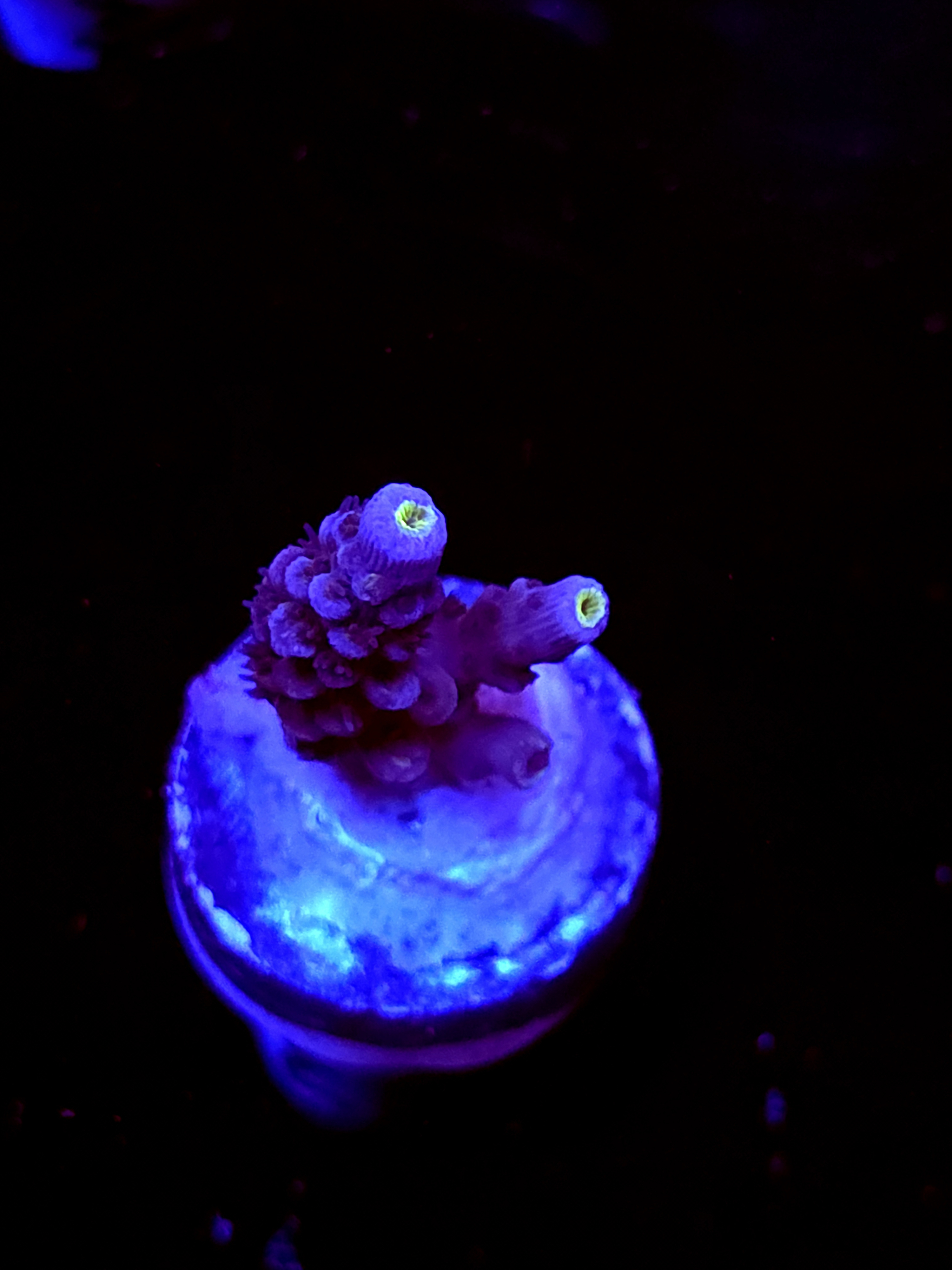 SBB "White Wizard" Acro Small 2 Branch