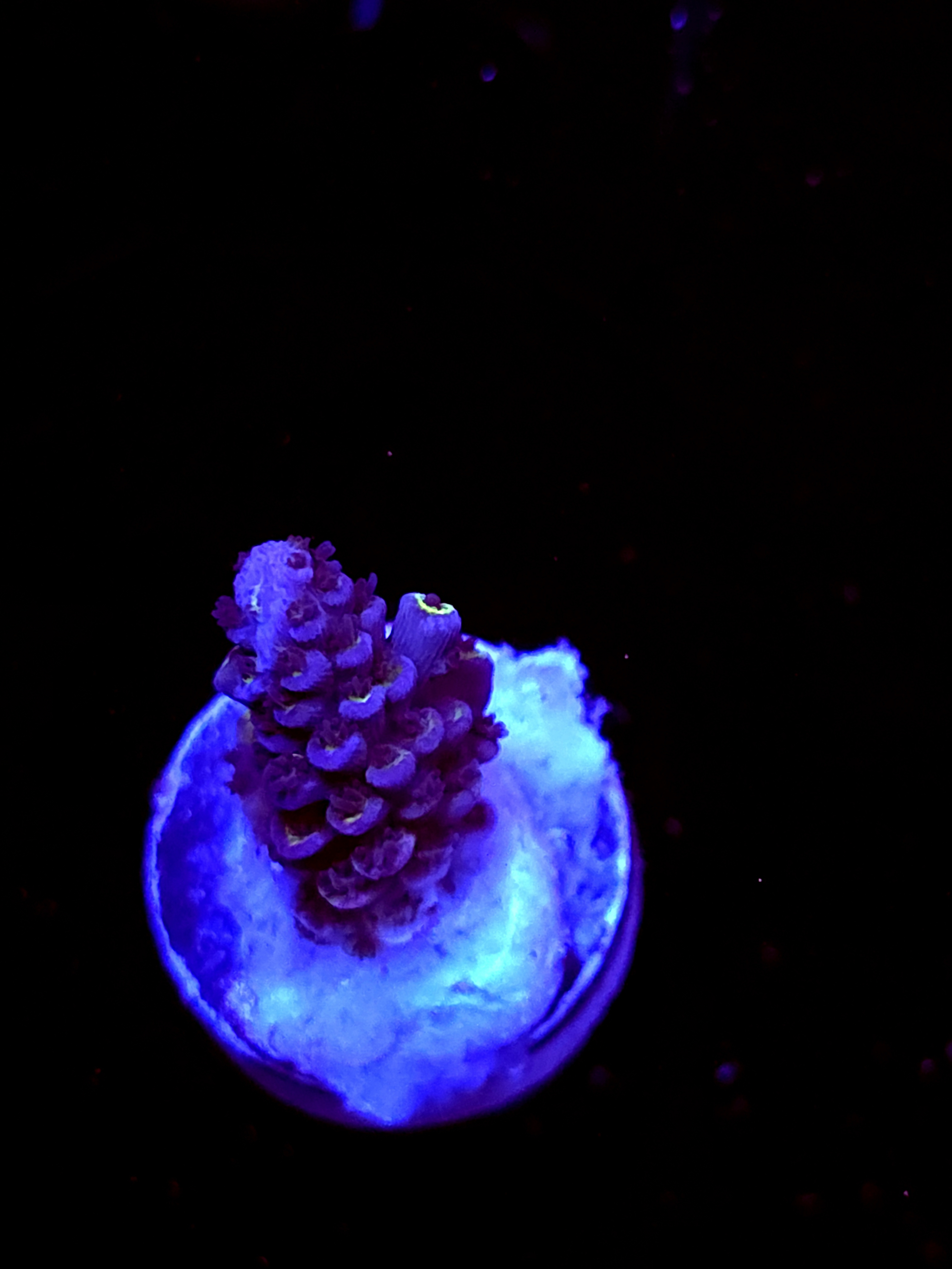 SBB "White Wizard" Acro Small Branch