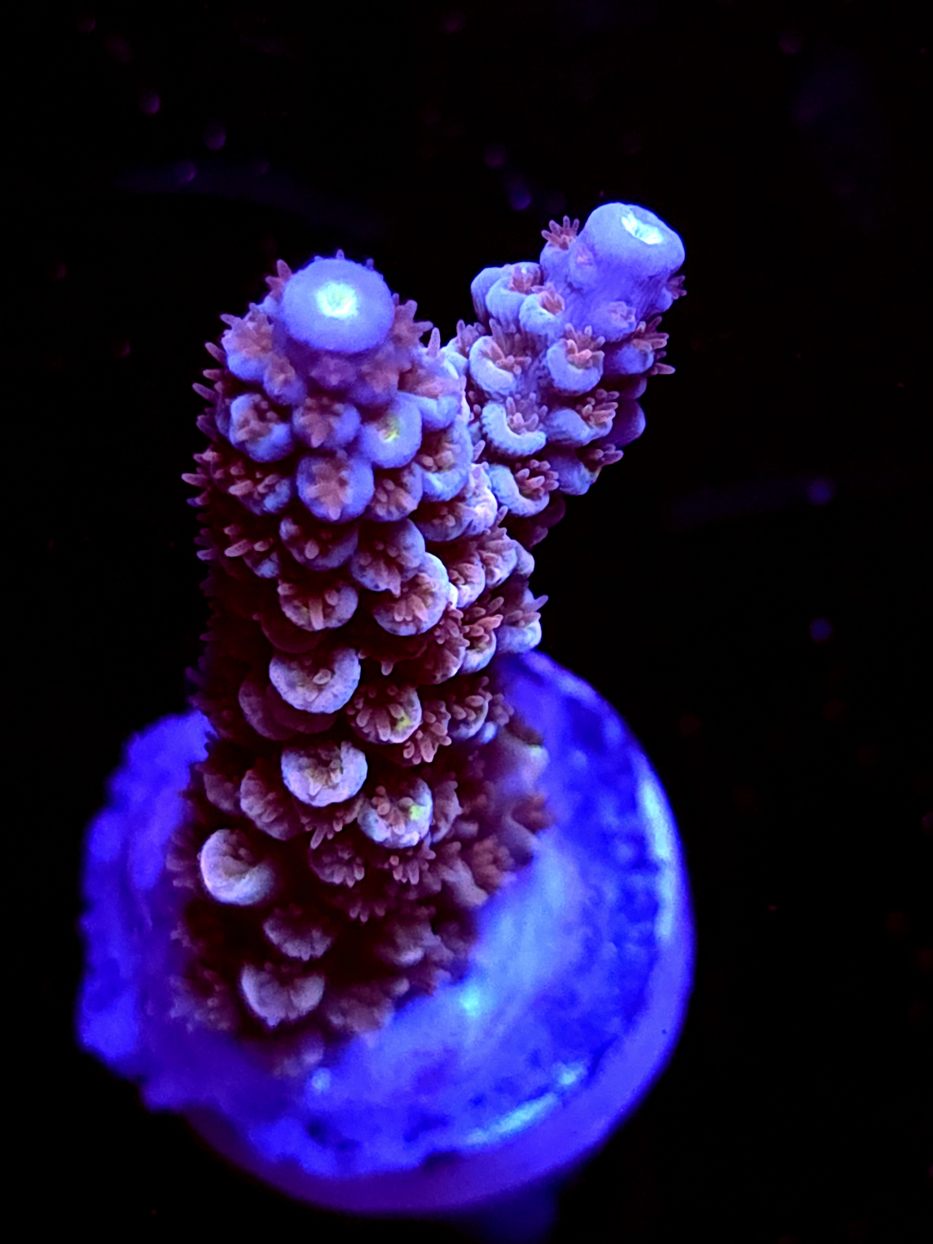 SBB "Iron Monkey" Acro Large 2 Branch