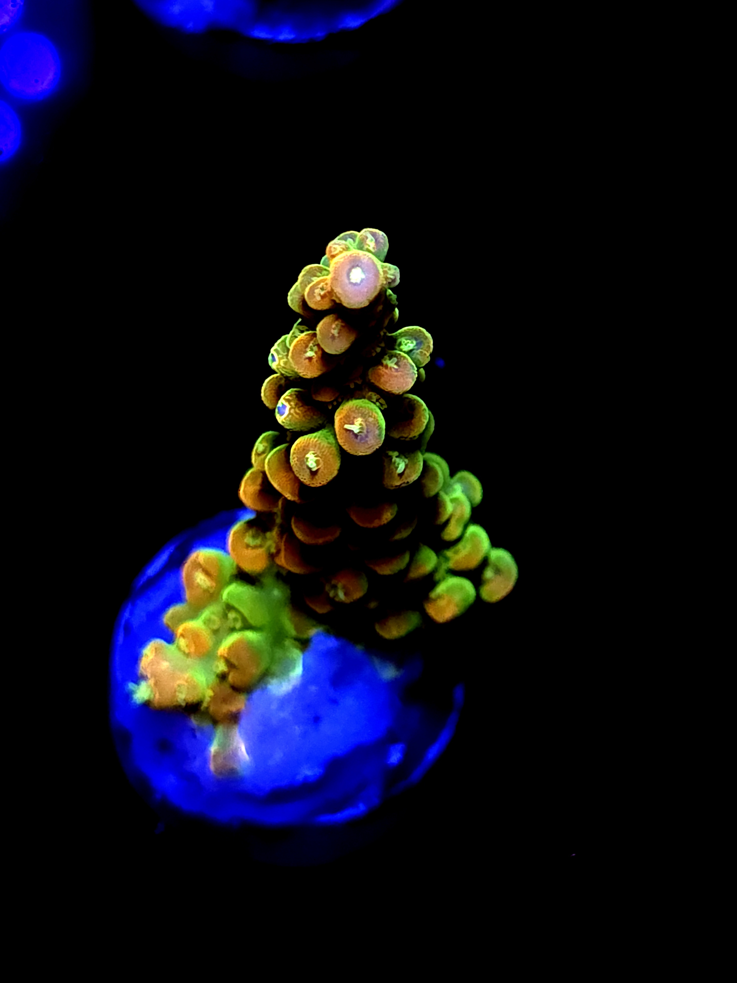 SBB "Yellow Fever" Acro Large Branch