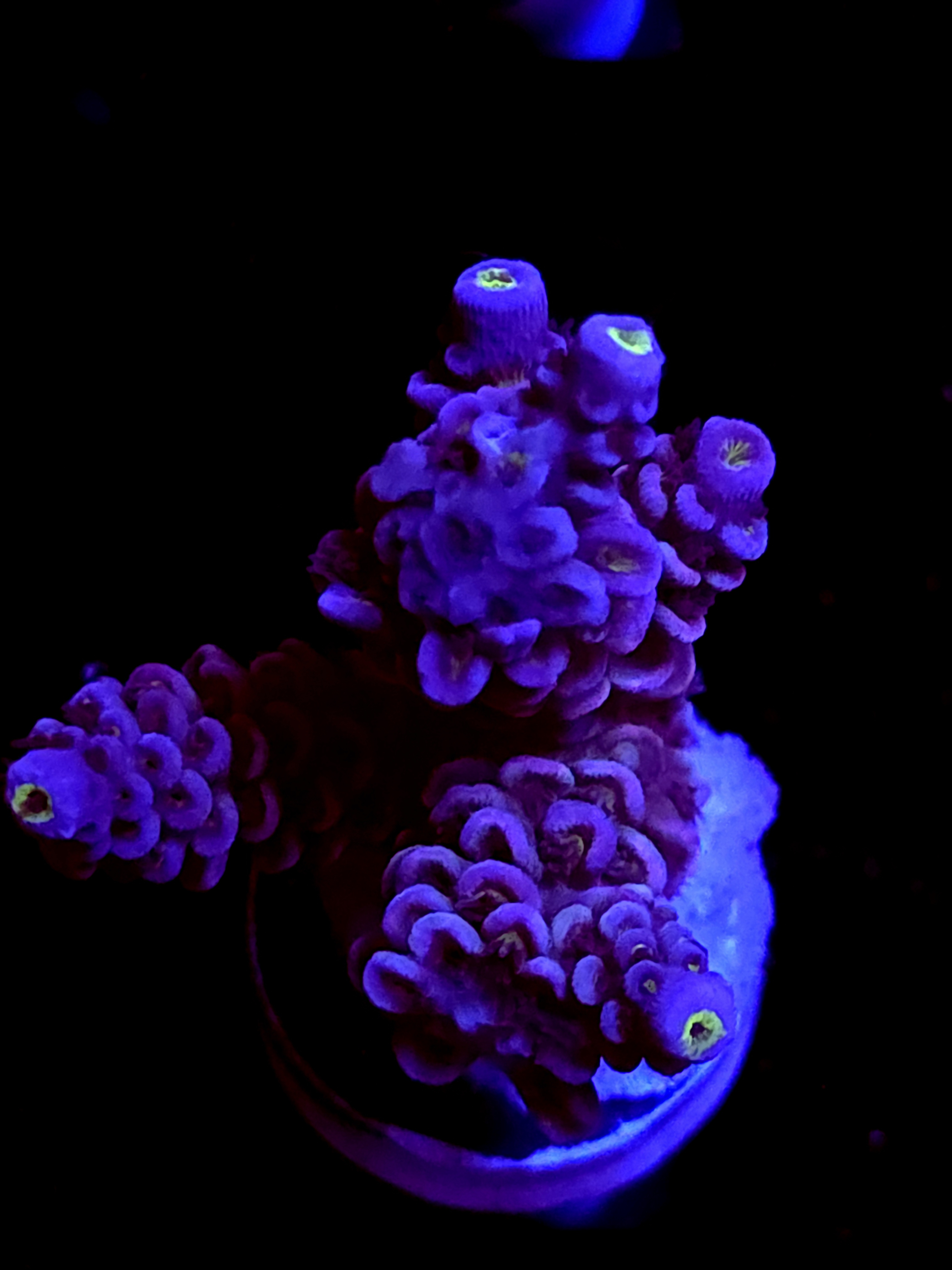 SBB "White Wizard" Acro Medium 3 Branch