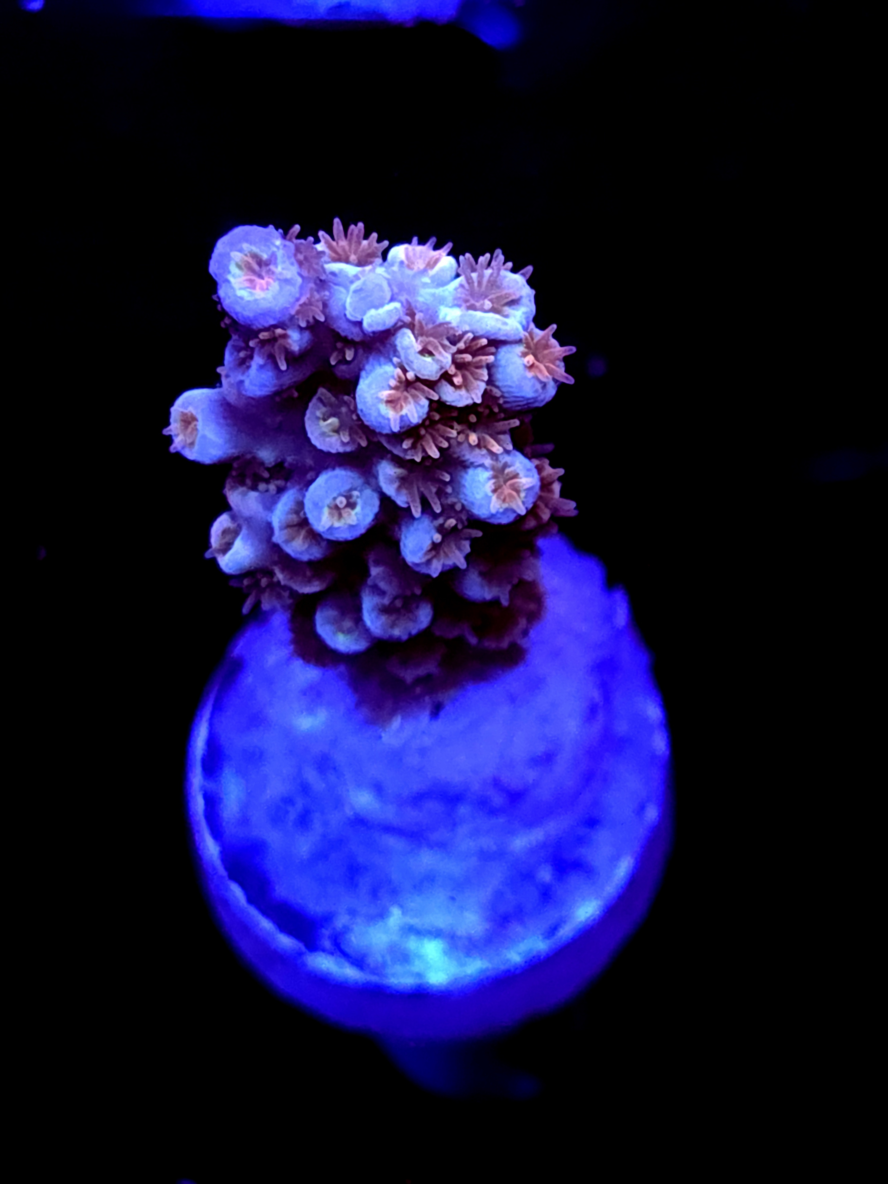 SBB "Iron Monkey" Acro Medium Branch