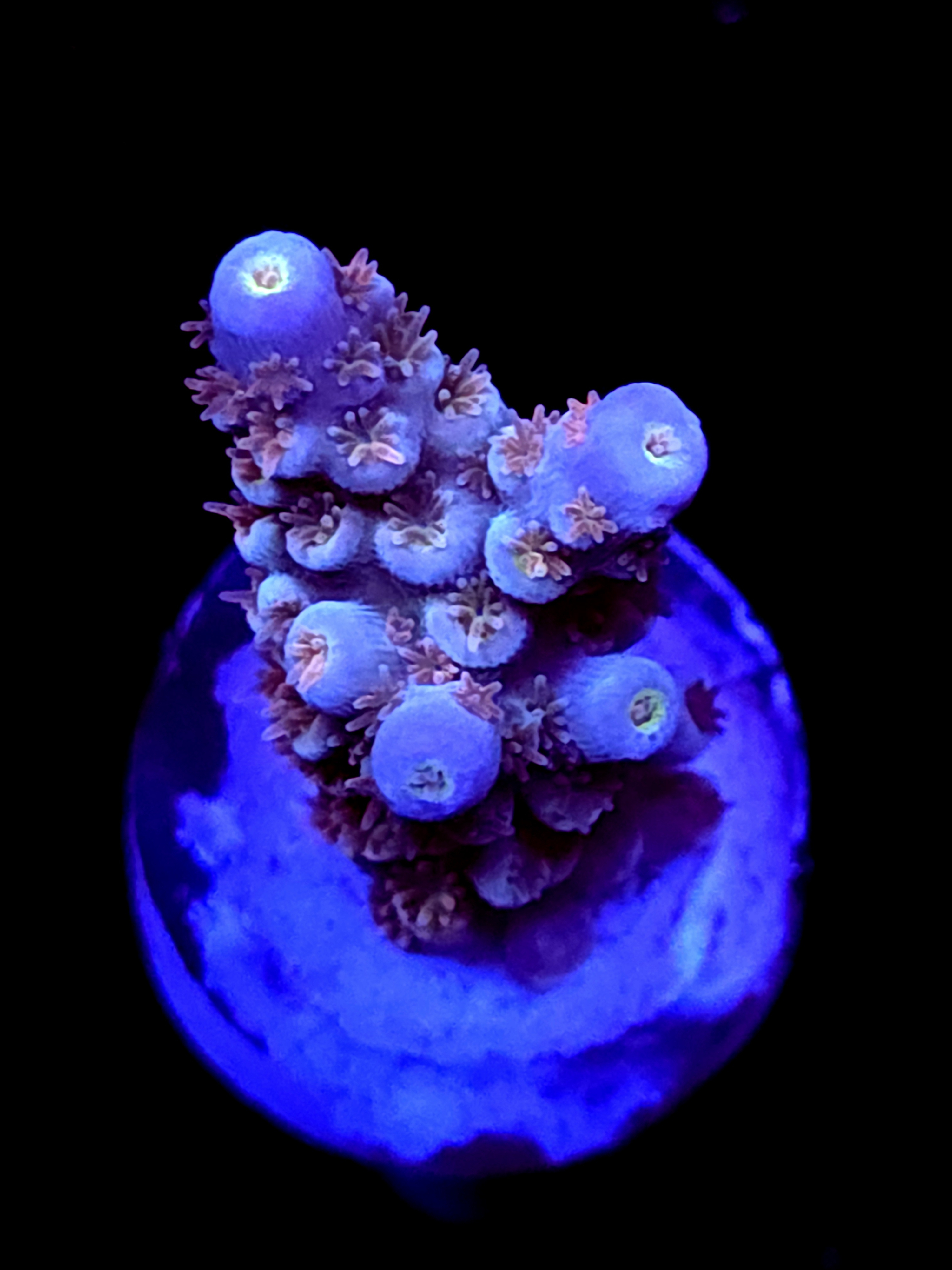 SBB "Iron Monkey" Acro Small Branch