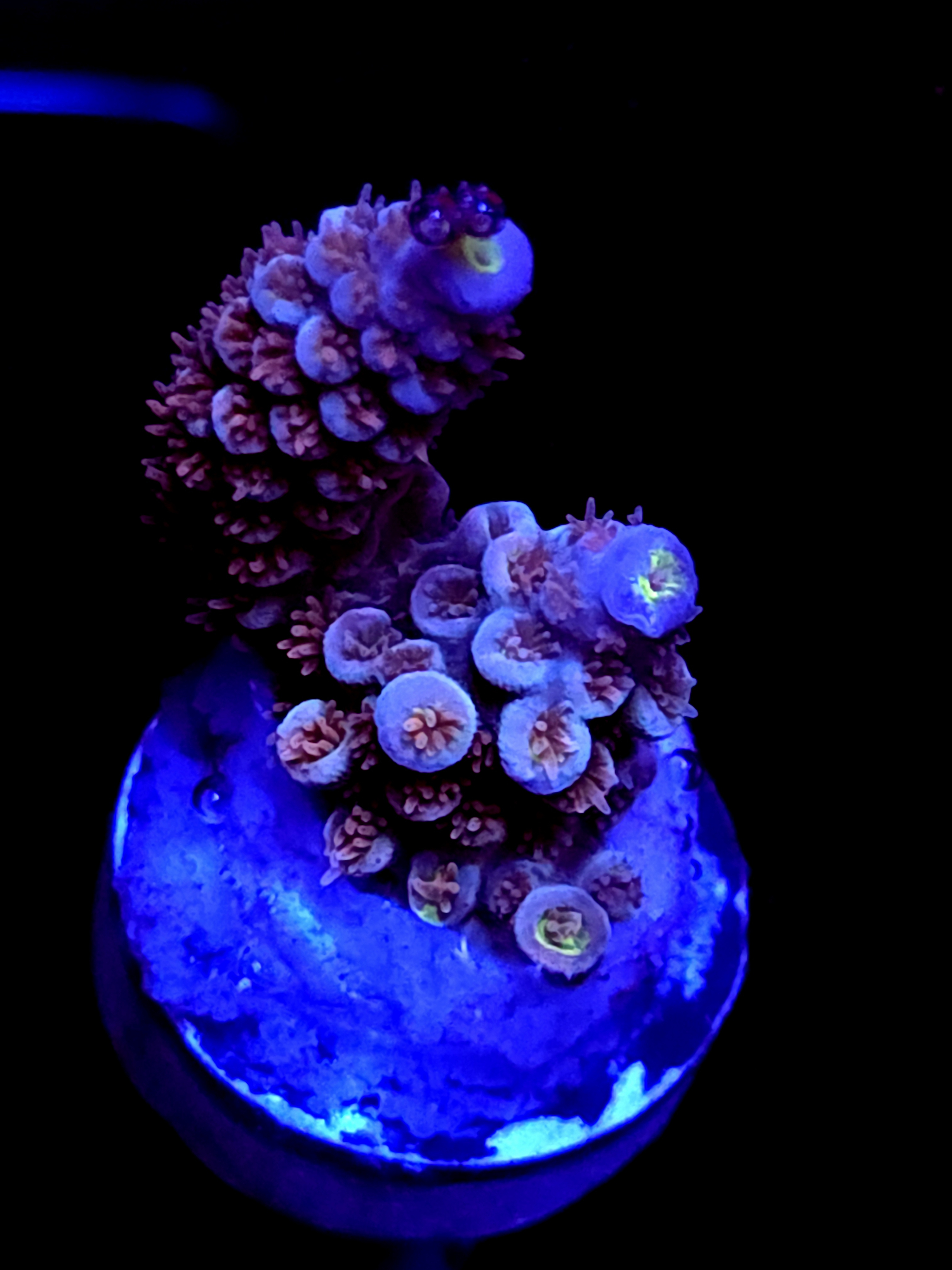 SBB "Iron Monkey" Acro Medium 2 Branch