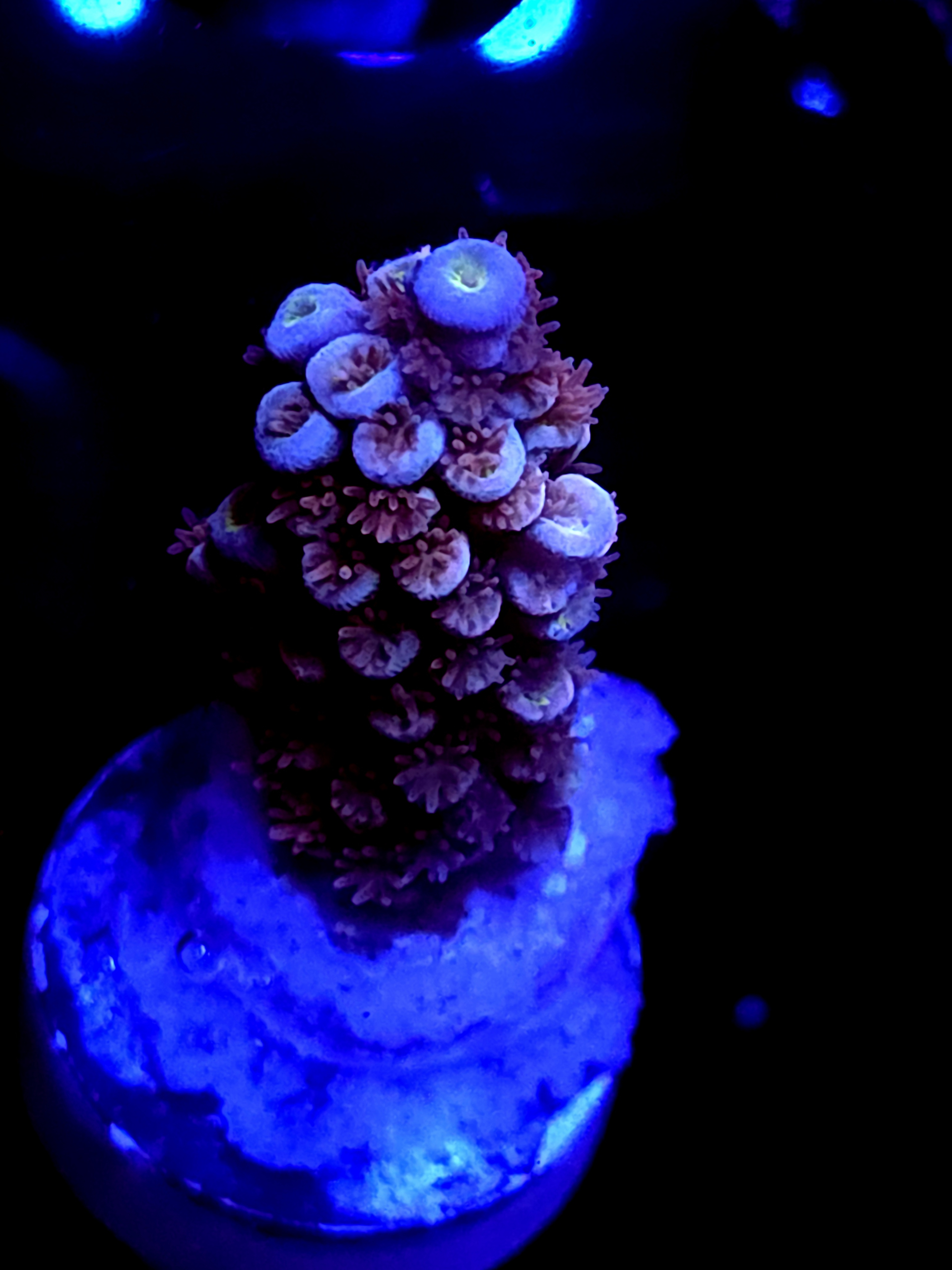 SBB "Iron Monkey" Acro Medium Branch