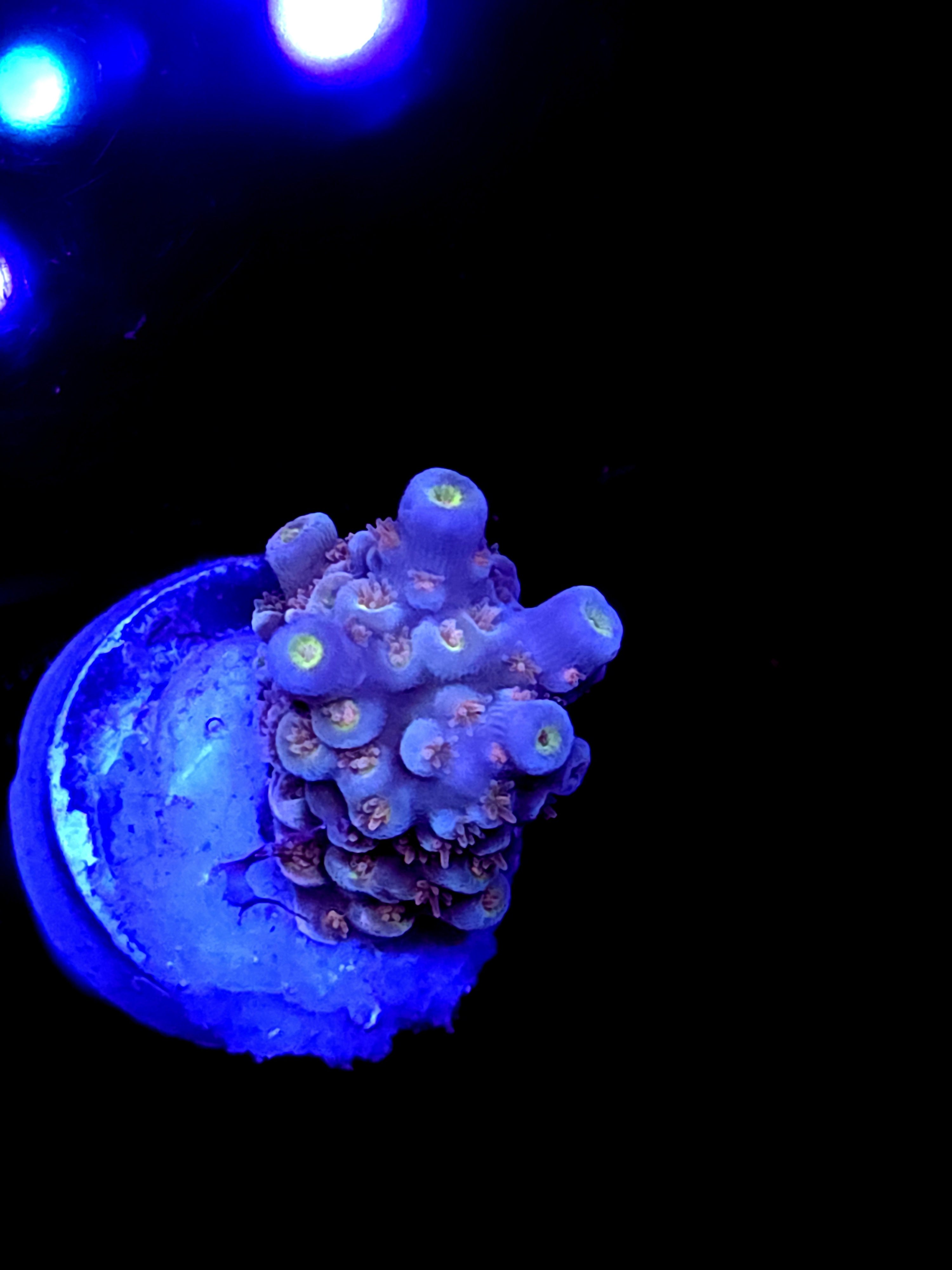 SBB "Iron Monkey" Acro Small Chunk