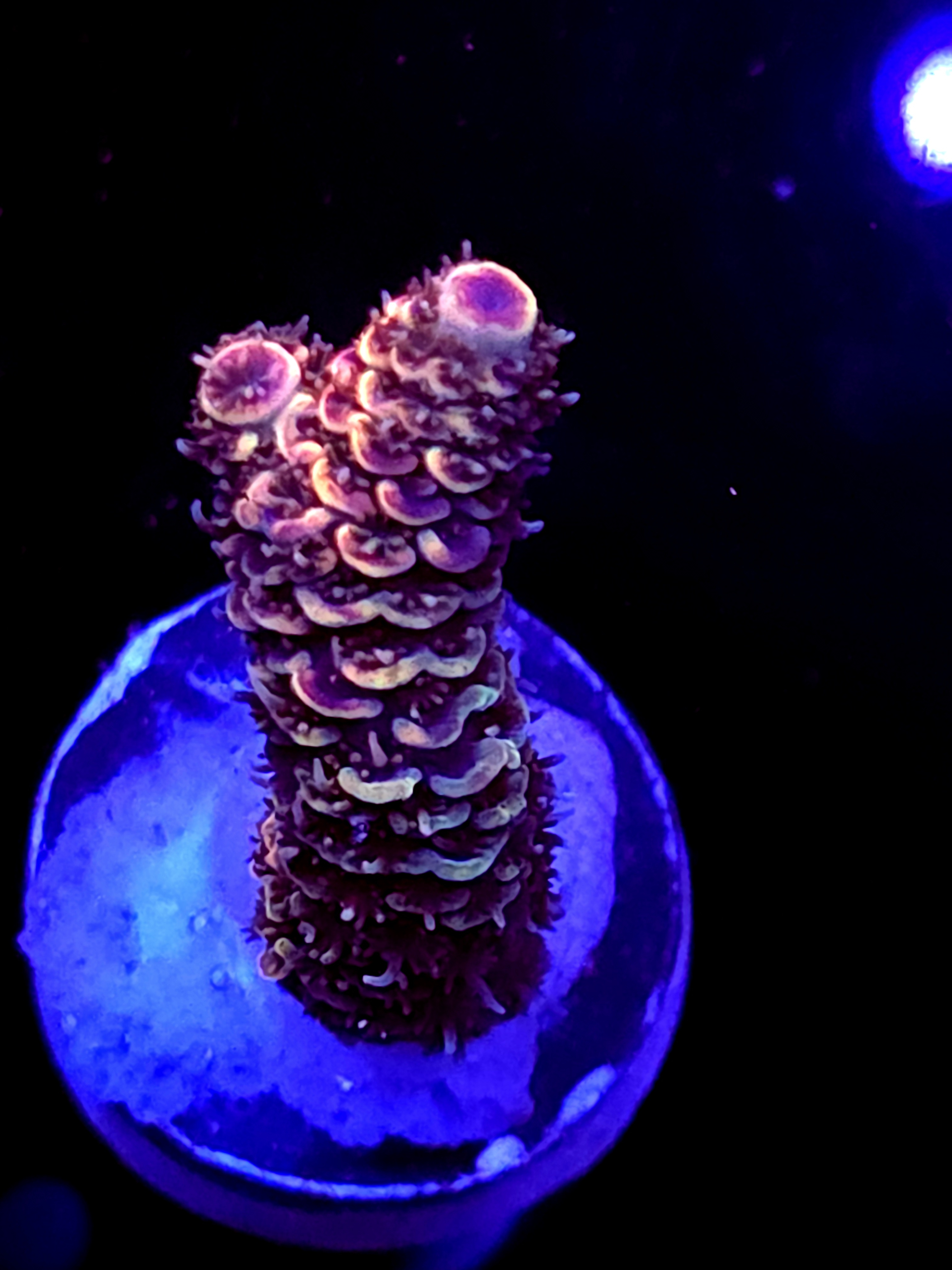 SBB "Old Glory" Acro Medium Branch