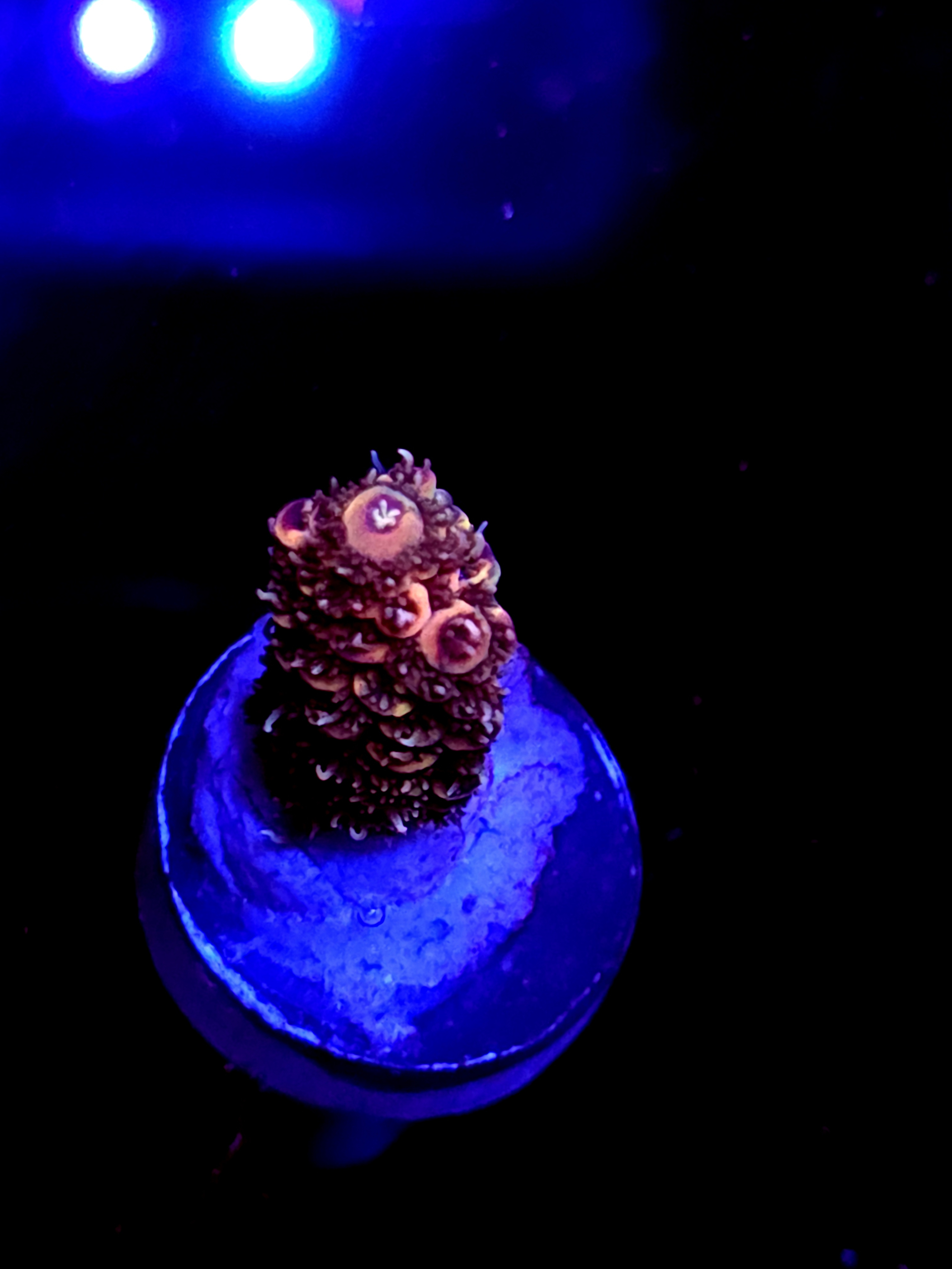 SBB "Amazing" Acro Small Branch