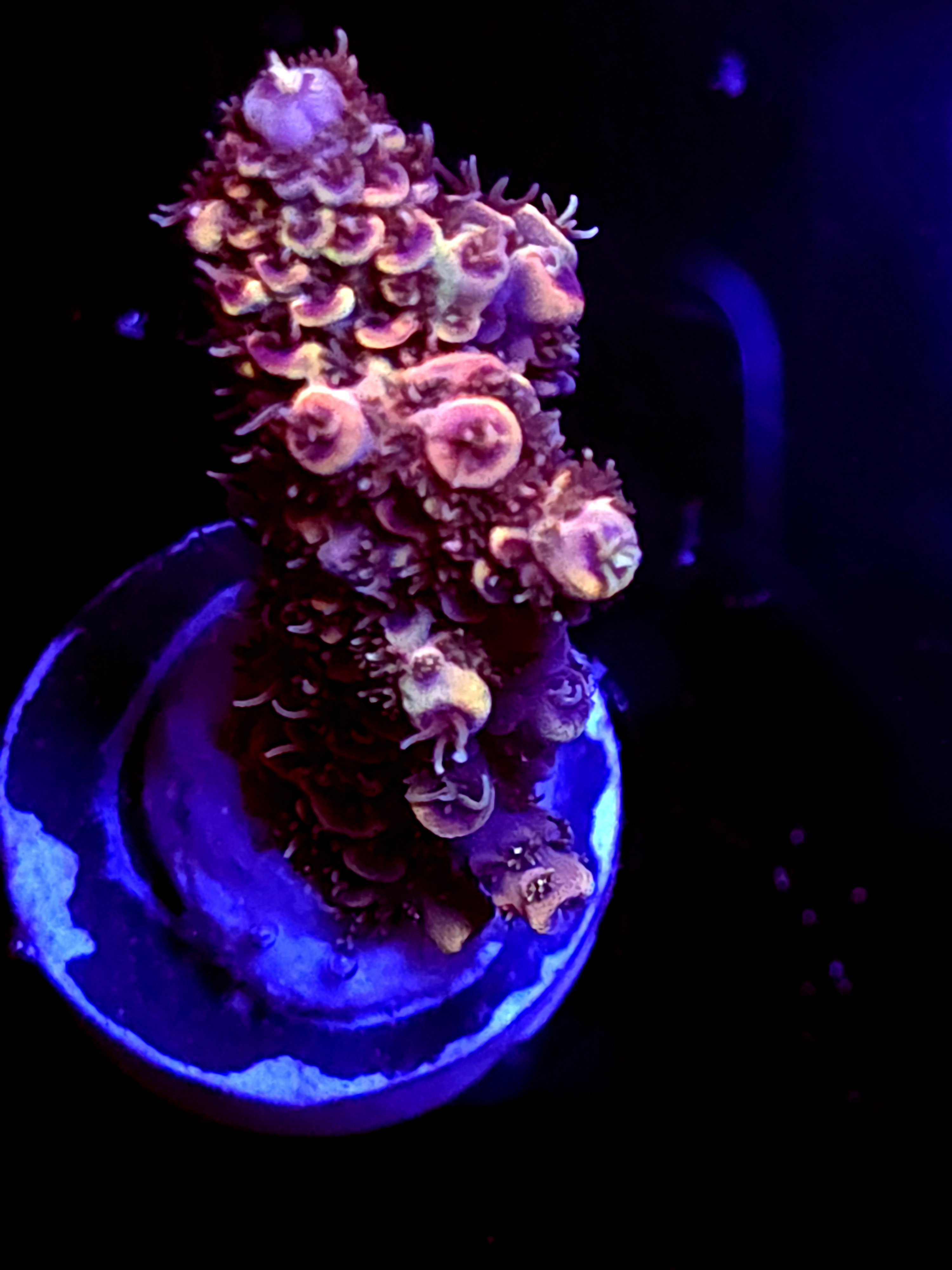 SBB "Amazing" Acro Medium Branch