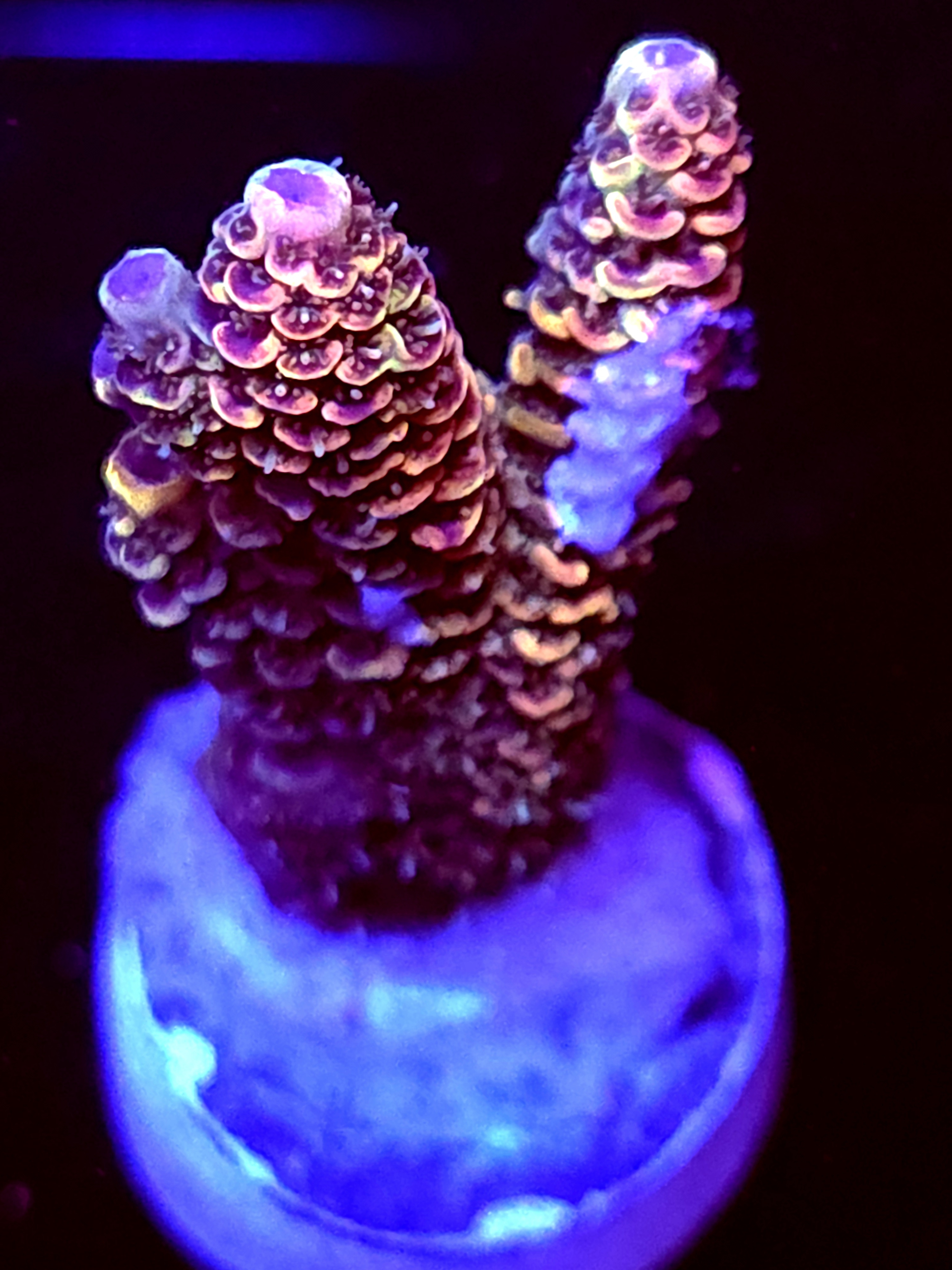 SBB "Amazing" Acro Medium 2 Branch