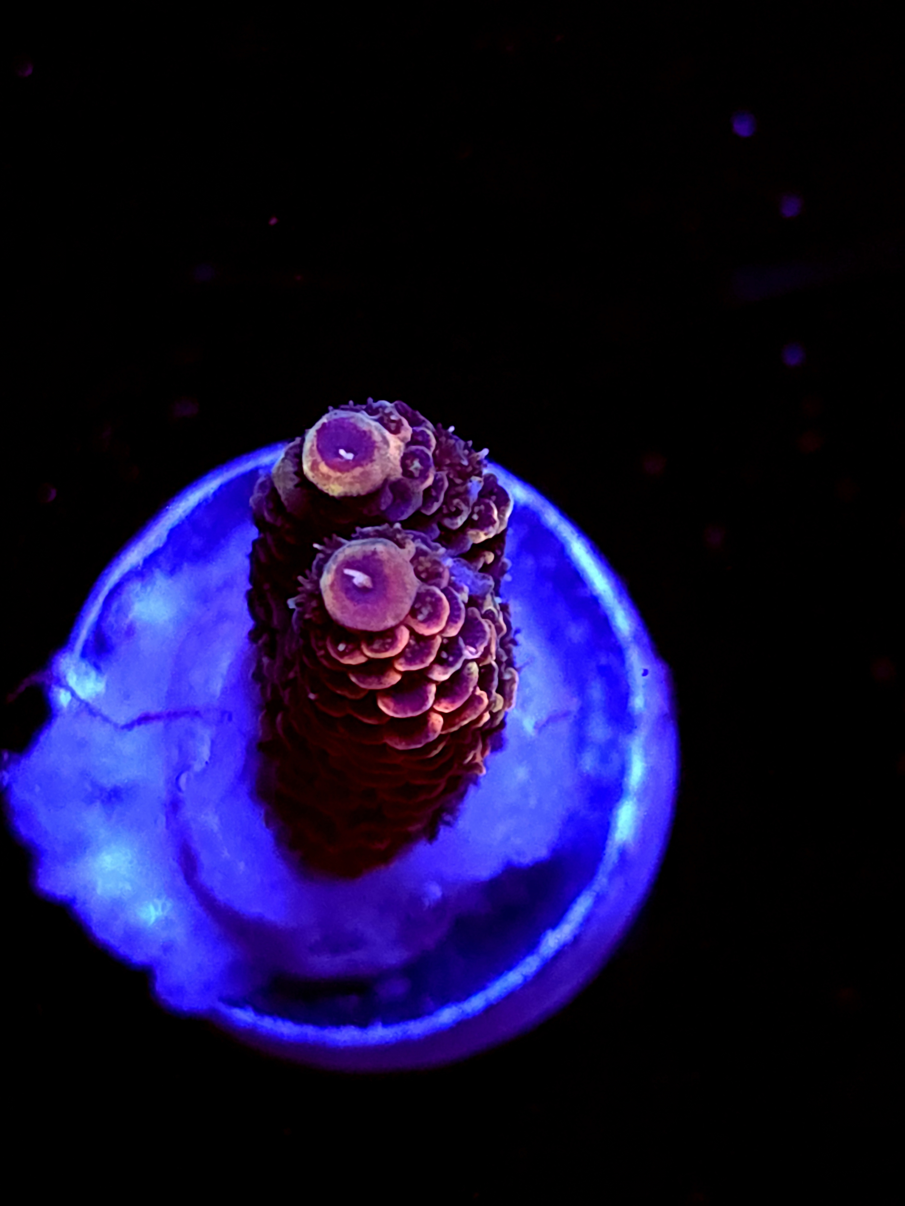 SBB "Amazing" Acro Small Branch