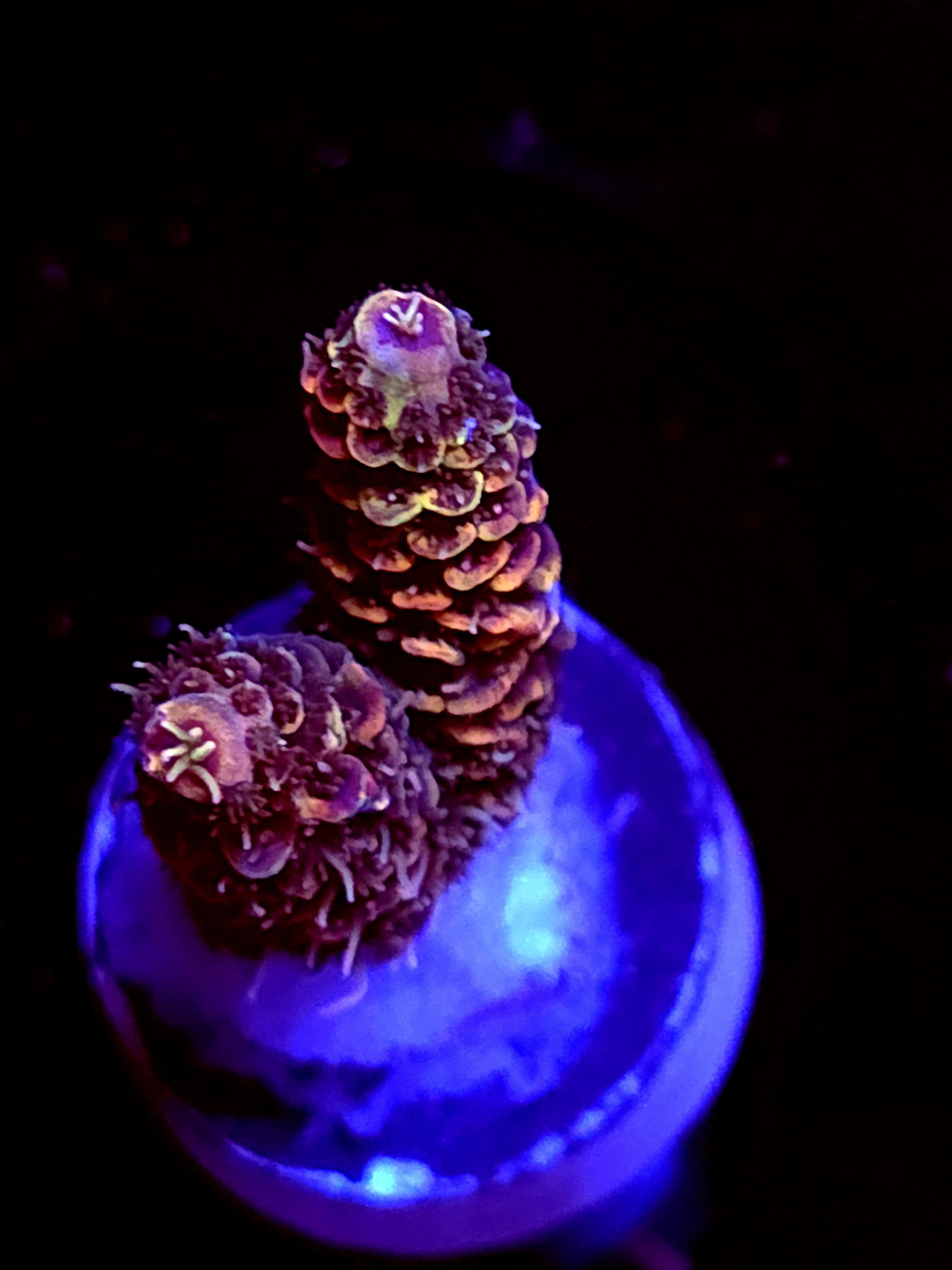 SBB "Amazing" Acro Small 2 Branch