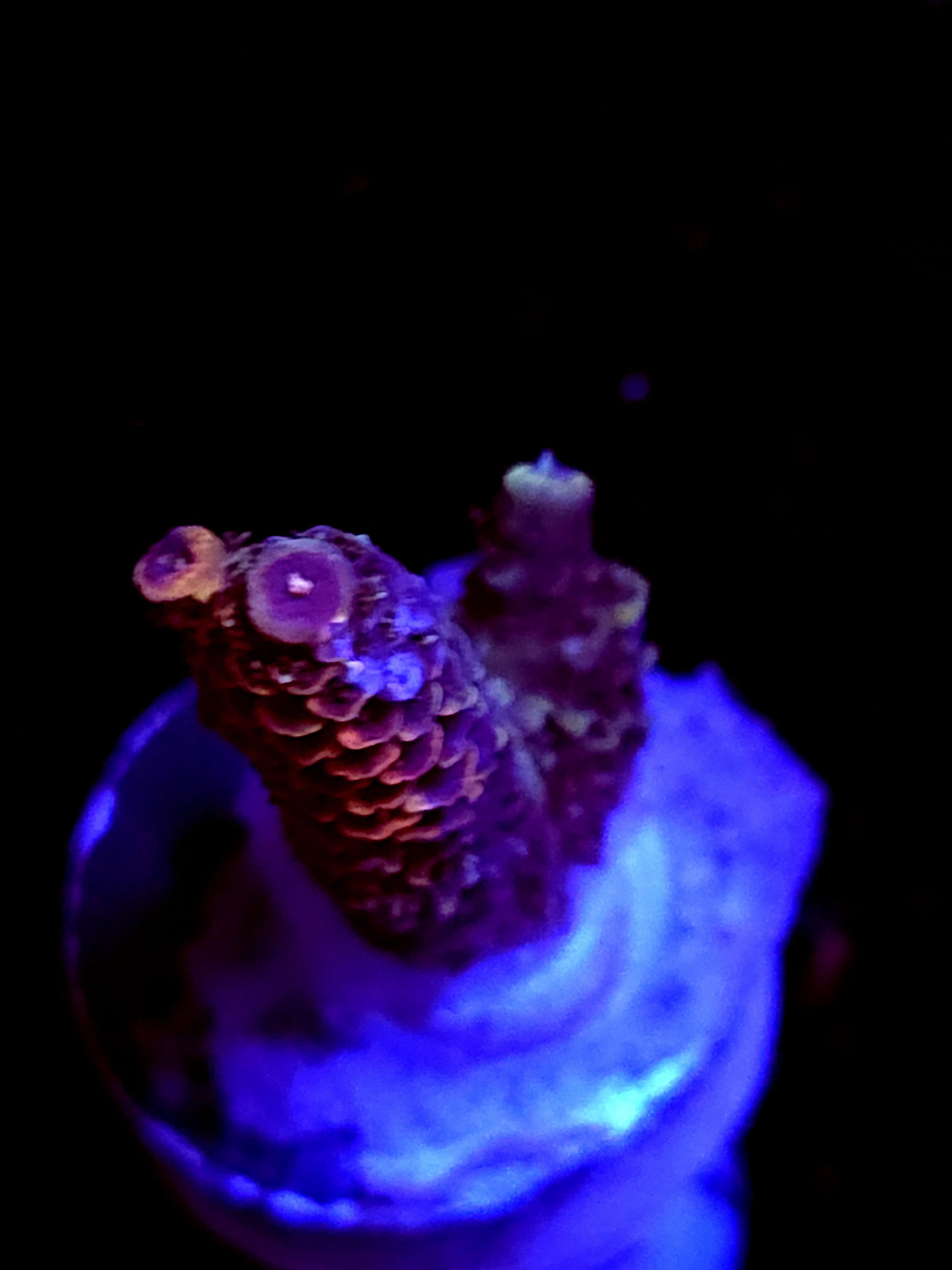 SBB "Amazing" Acro Small Branch