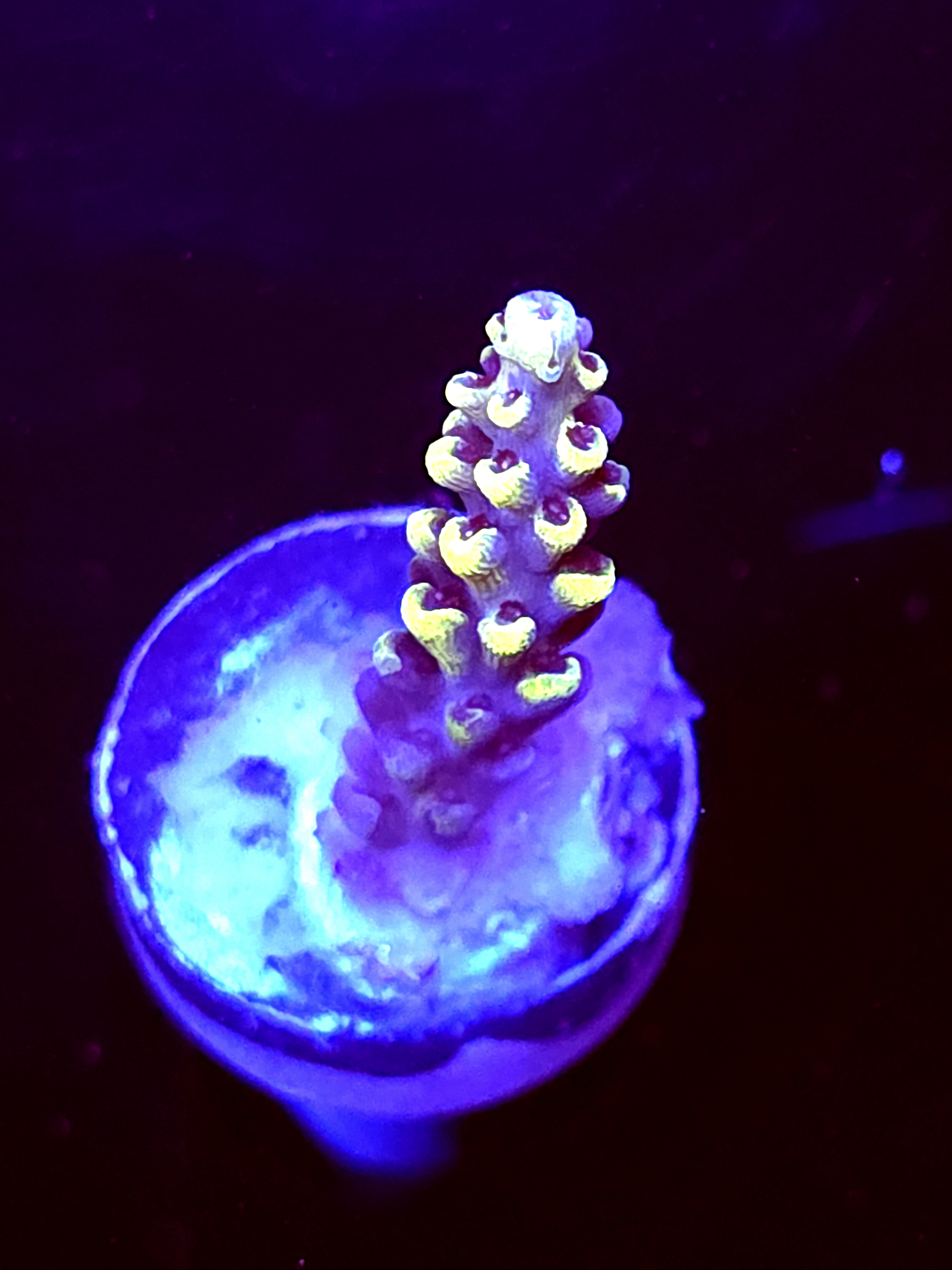 SBB "Yellow Jacket" Acro Small Branch