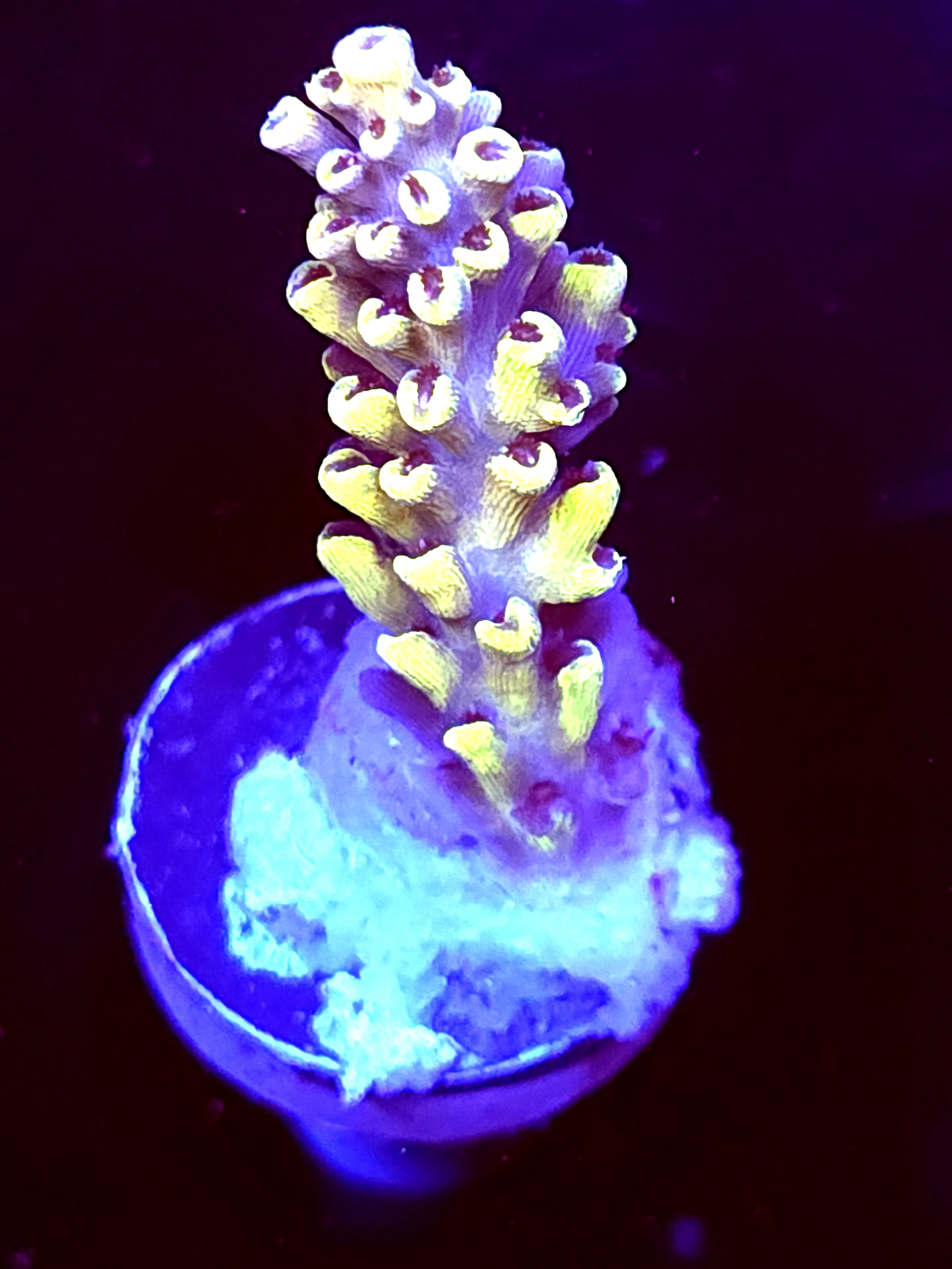 SBB "Yellow Jacket" Acro Medium Branch