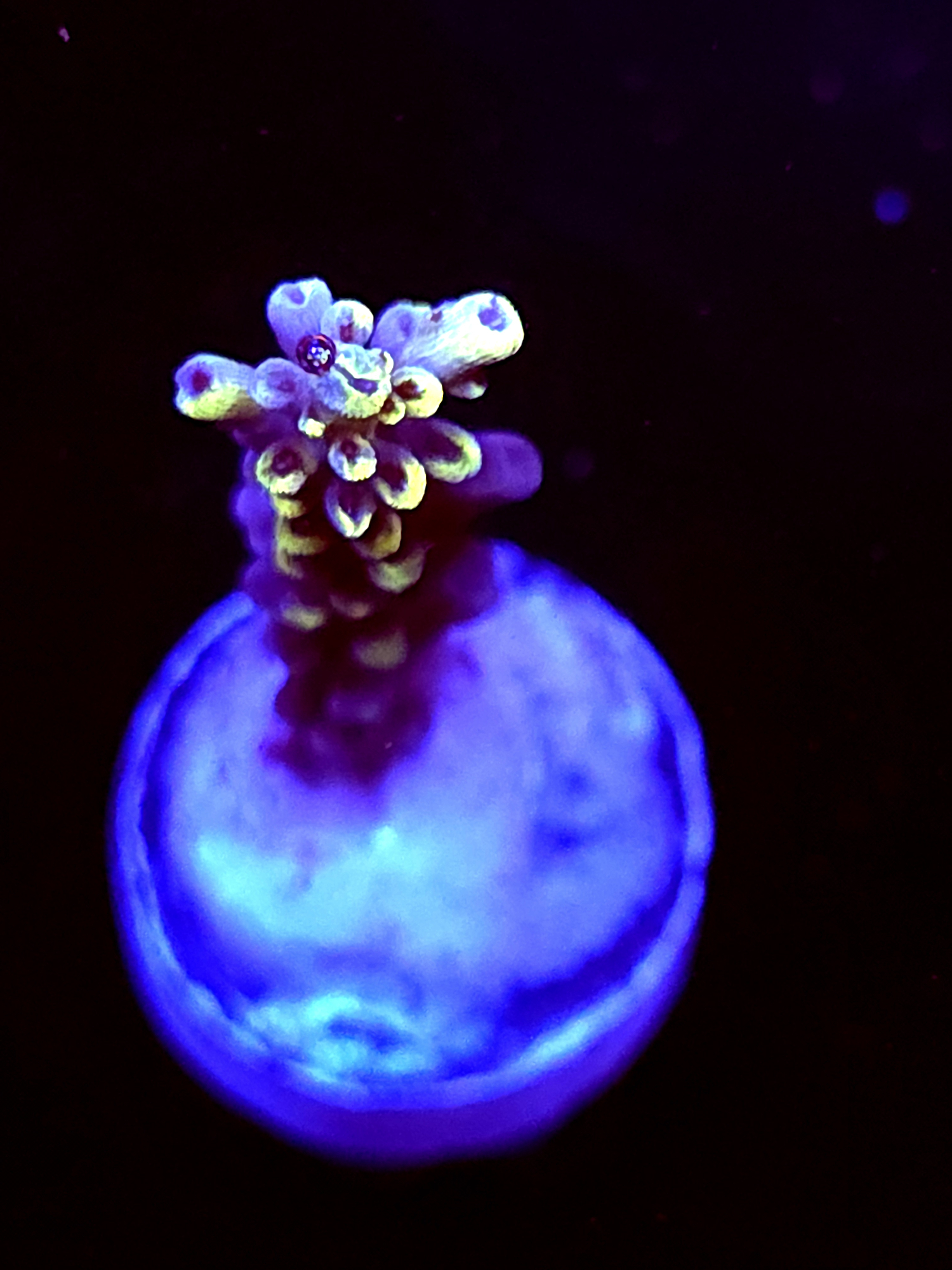 SBB "Yellow Jacket" Acro Medium Branch