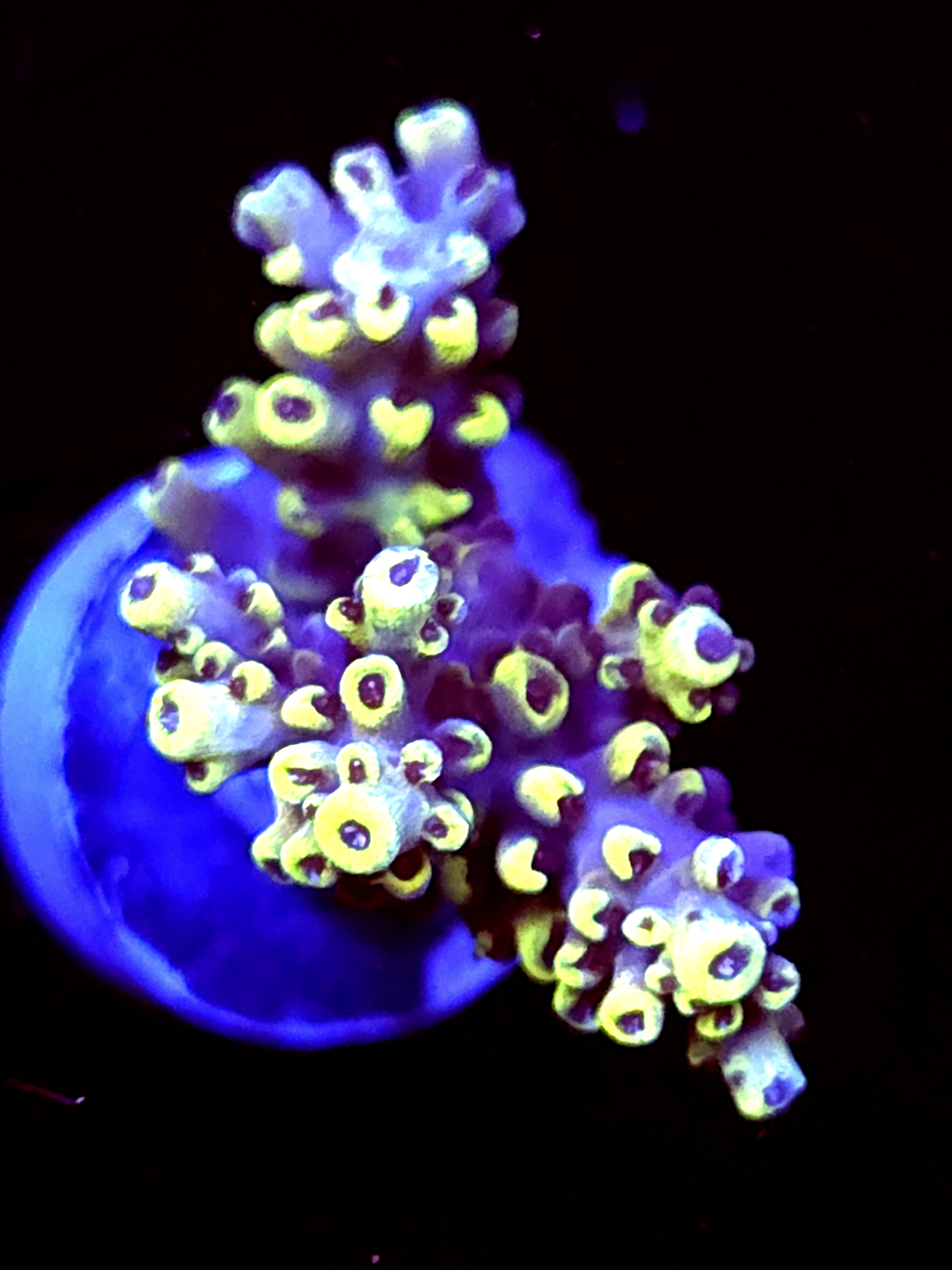 SBB "Yellow Jacket" Acro Medium Multibranch