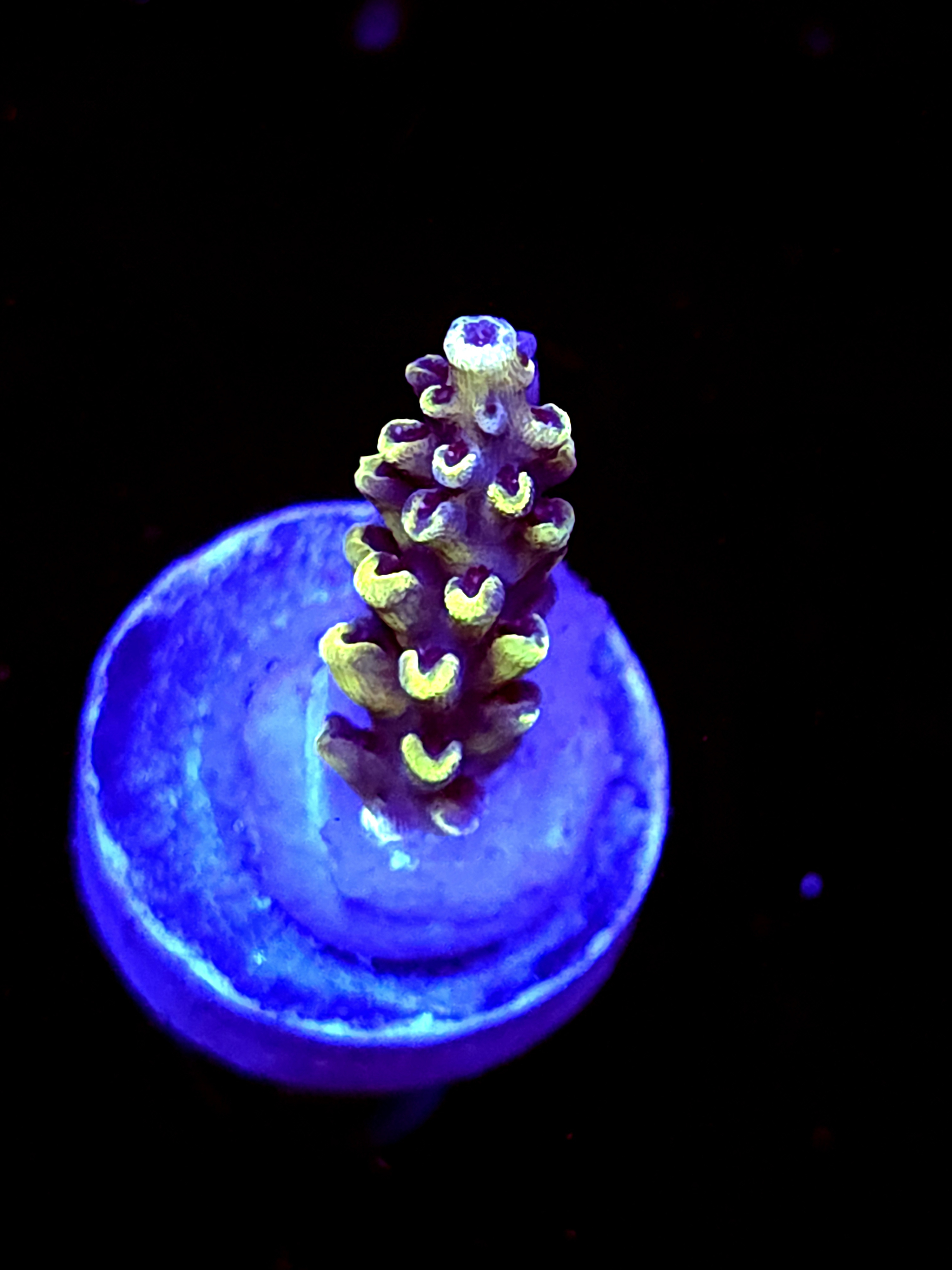 SBB "Mystery Signature " Acro Small Branch