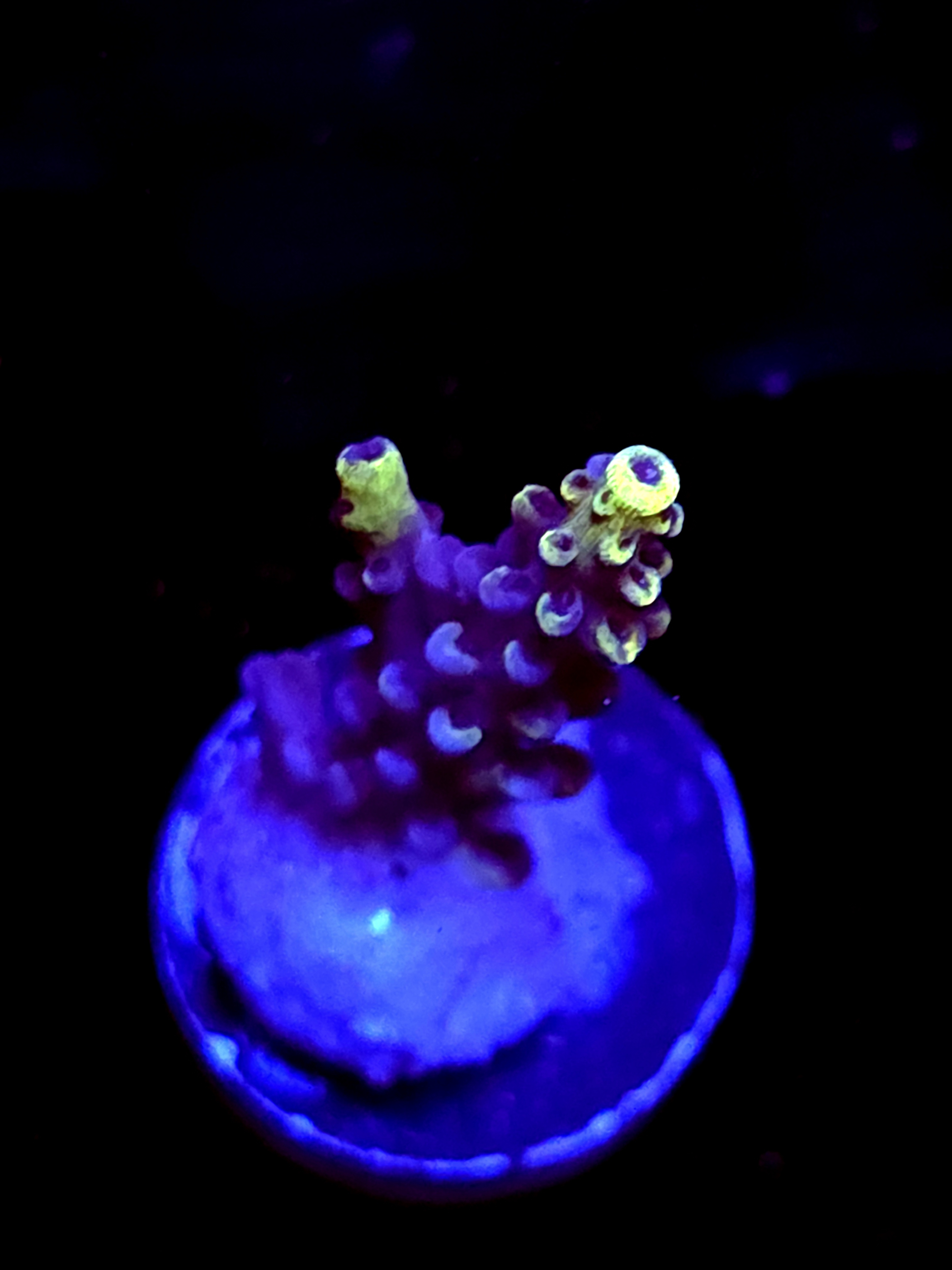 SBB "Yellow Jacket" Acro Small Branch