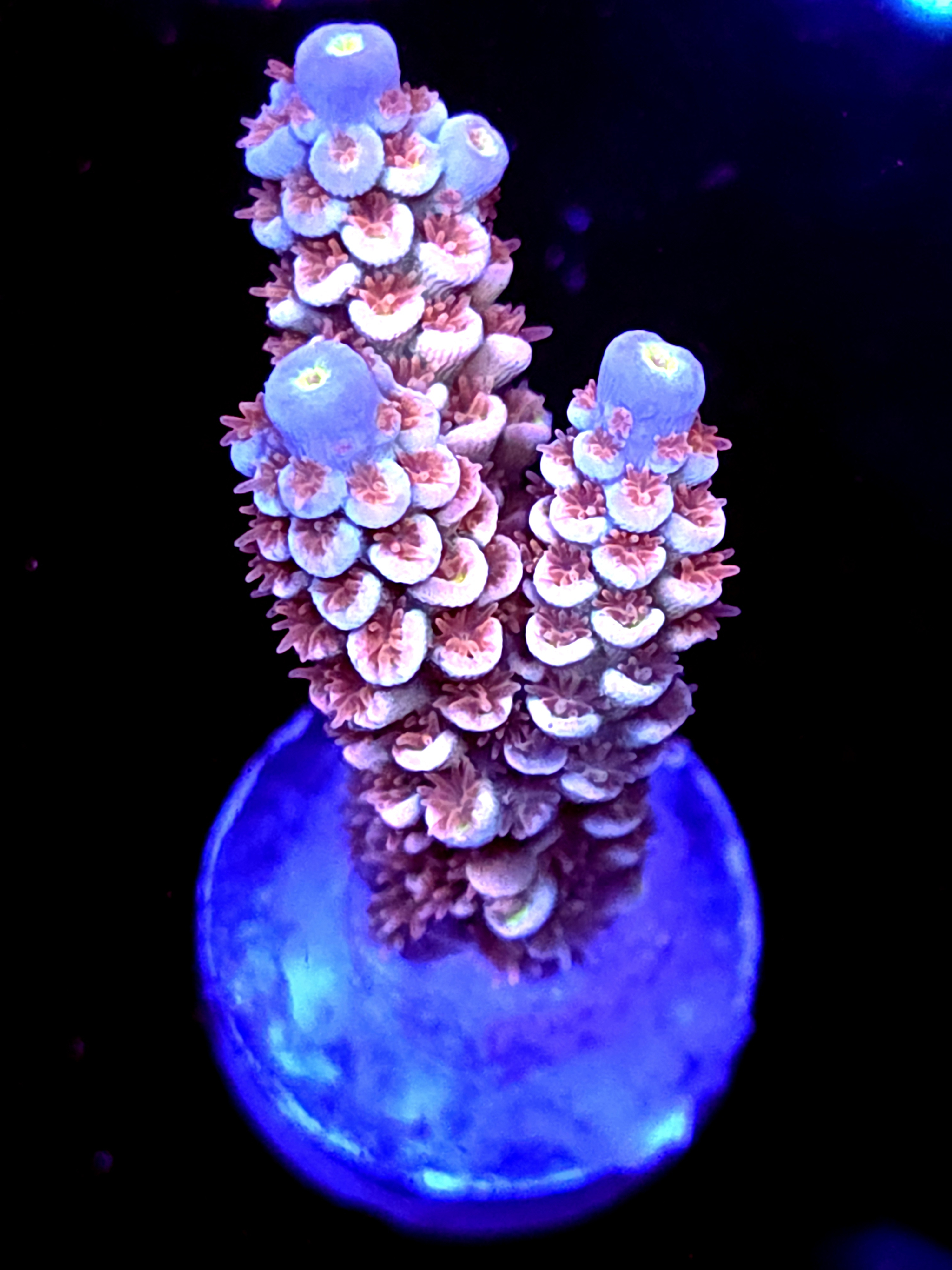 SBB "Orange Blaze" Acro Medium 3 Branch