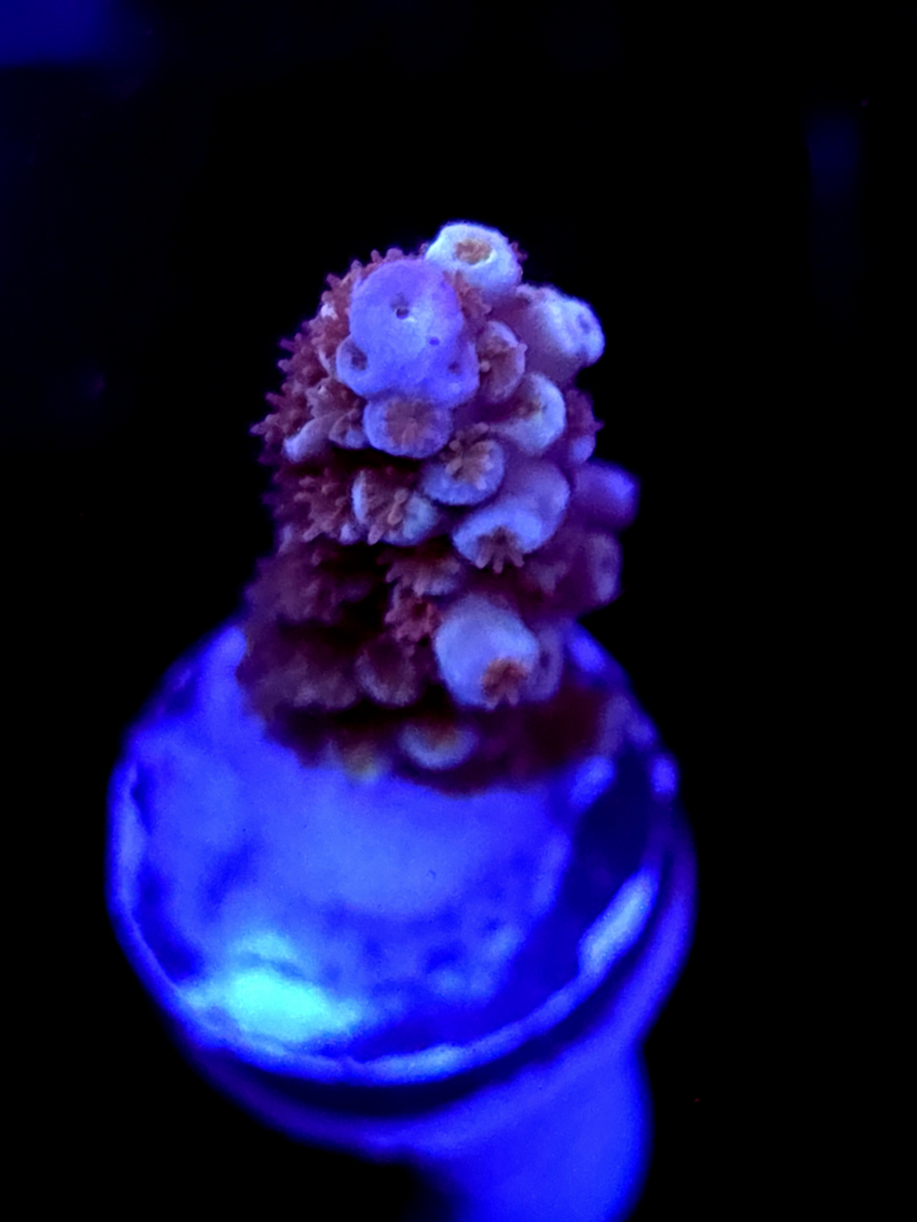 SBB "Orange Blaze" Acro Medium Branch