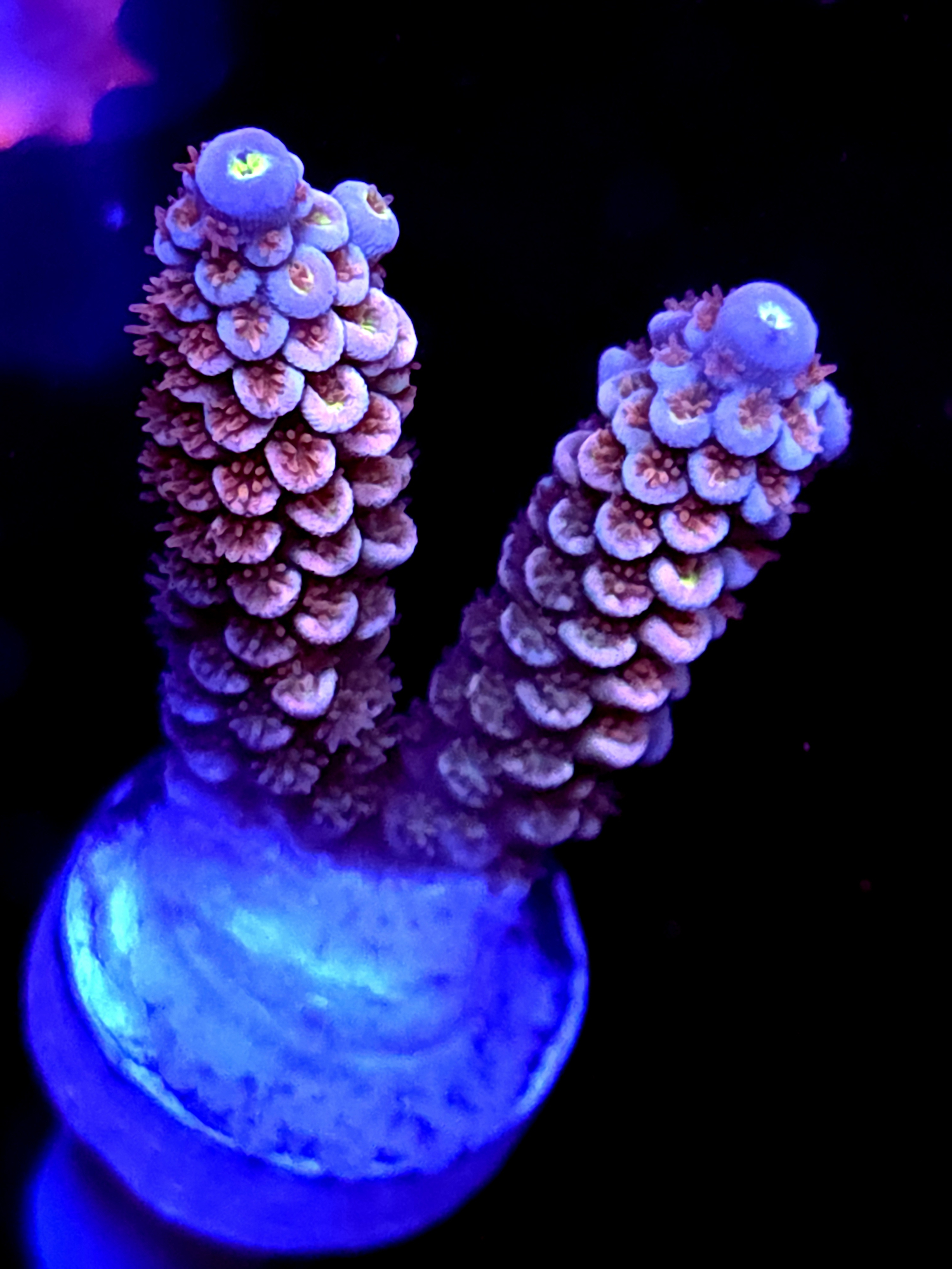 SBB "Orange Blaze" Acro Medium Branch