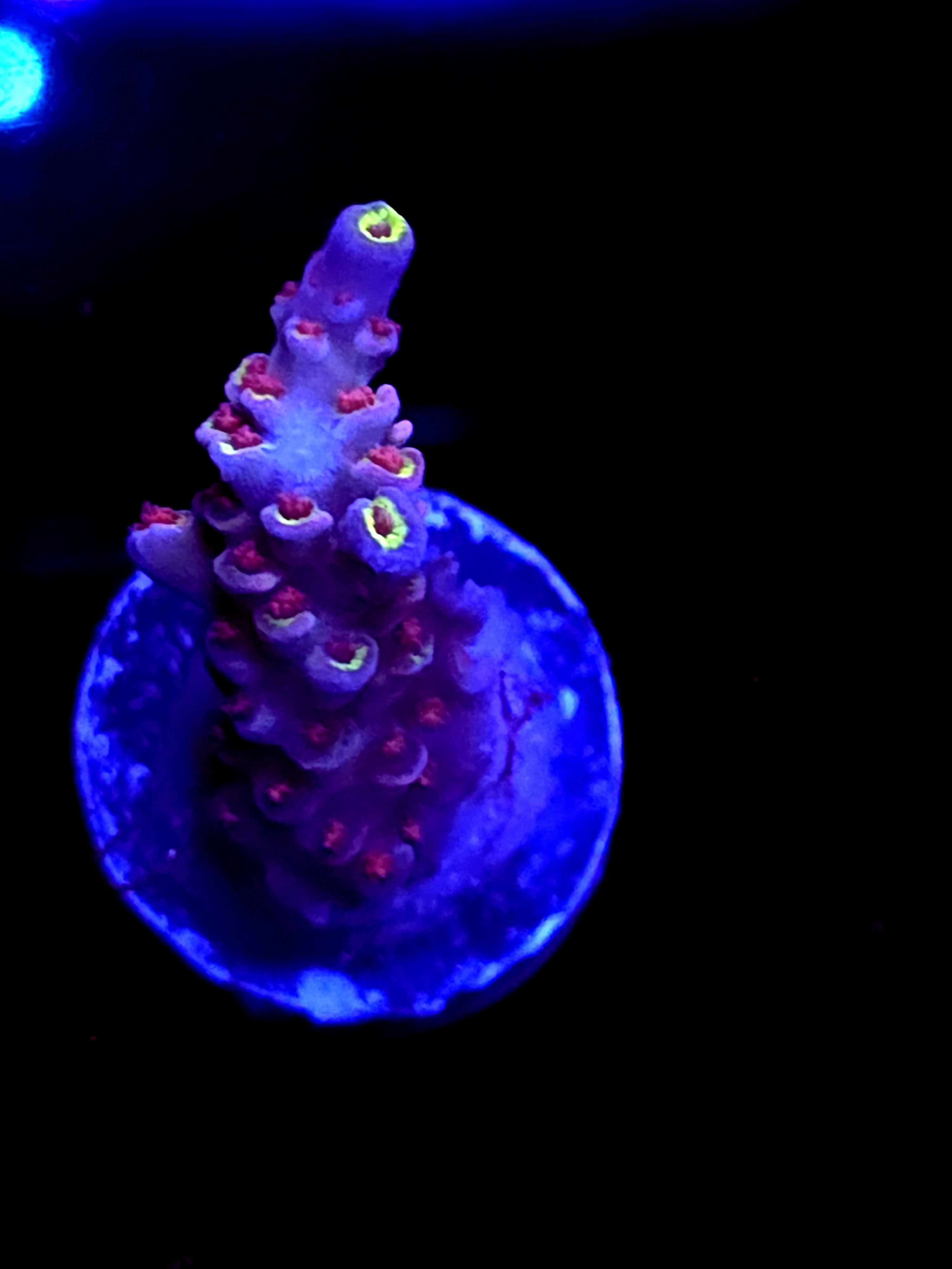 SBB "Mystery Signature" Acro Medium Branch